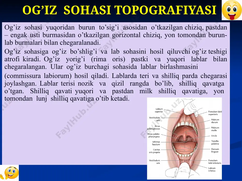 katida ishtirok etadi. ularning antagonistlari – og’iz burchagini pastga tortuvchi va yuqori labni tushiruvchi mushaklardir. qon bilan ta’minlanishi: lablarni yuz arteriyasi qon bilan ta’minlaydi. u og’iz burchagiga kelib yuqori va pastki lab arteriyasiga bo’linadi. og’iz bo’shlig’i (cavitas oris) og’iz bo’shlig’i (cavitas oris) og’iz dahlizi (vestibulum oris) va xususiy og’iz bo’shlig’iga (cavitas oris propria) bo’linadi. og’iz dahlizi oldindan lablar va lunj, orqadan yopilgan holatda tishlar va alveolyar o’simtalar orqali chegaralanib turadi. xususiy og’iz bo’shlig’i chegarasi: yuqoridan yumshoq va qattiq tanglay, old va yondan tishlar va milk, pastdan og’iz diafragmasi bilan chegaralangan. orqadan esa esnash teshigi orqali og’iz-halqumga ochiladi. og’iz dahlizi og’iz dahlizi taqasimon shakldagi yoriqsimon bo’shliq hisoblanib, u tashqaridan lunj, yuqori va pastki lablar bilan, orqa va yondan tishlar va milk hamda alveolyar o’siqlarni qoplovchi shilliq parda bilan chegaralangan. milk shilliq pardasi kam harakatchan bo’lib, suyak usti pardasiga birikib ketgan. bu yerda shilliq osti asosi mavjud emas. xususiy og’iz bo’shlig’i (cavitas …