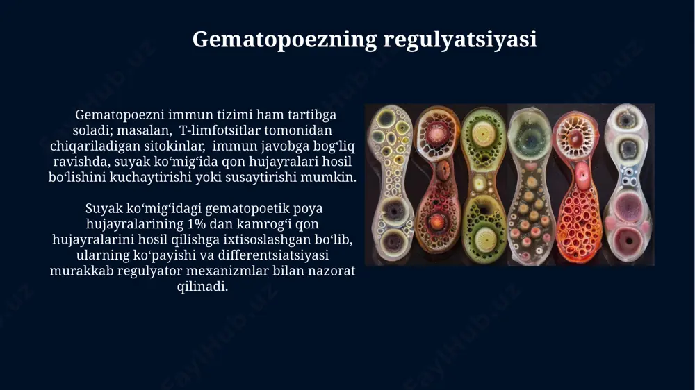 ichki muhit toʻqimasi.gemopoez va uning bosqichlari - Page 5