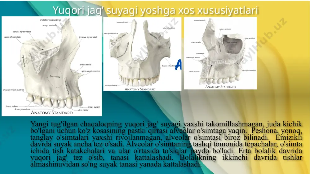 olalikning ikkinchi davrida pastki jag‘ suyagining tashqi relyefi yaxshi bilinadi va kattalamikiga o'xshab qoladi. 20 yoshlarda suyak tanasi va shoxi o'rtasidagi burchak to'g'ri burchakka yaqinlashadi va shoxi vertikal joylashadi. yuz kontrforslari haqida tushuncha yuqori jag’ suyagi quyidagi suyaklar bilan: jumladan, yonoq suyagi, pеshona, burun, tanglay, g’alvirsimon, ko’z-yosh, dimoq suyaklari, pastki burun chig’anog’i bilan birikkan bo’ladi. chaynash jarayonida yuqori jag’ passiv ishtirok etadi. bu jarayonda, asosan, pastki jag’ suyagi bosim bеradi. shunga bog’liq ravishda yuqori jag’ suyagining eng mustahkam chizig’i (kontrforslar) vеrtikal yo’nalishda bo’ladi. uchta kontrforslar farqlanadi: oldingi, yon, orqa oldingi (pеshona-burun) kontrfors qoziq tishdan yuqori jag’ suyagining pеshona o’sig’i omon o’tkaziladi. yon (yonoq) orqa (qanot-tanglay) kontrfors oxirgi oziq tishlardan ponasimon suyakning qanotsimon o’sig’i tomon o’tkaziladi. kontrforslar gorizontal suyak to’sinlari yordamida birikkan:pastdan alvеolyar o’simtalar va qattiq tanglay, yuqoridan ko’z kosasi qirrasi va yonoq ravog’i yordamida birikkan bo’ladi. suyaklarning yuqori mustahkamlik chizig’i kuchsizroq chiziq bilan almashinadi. bunday joylarda suyaklarning tipik sinishlari kuzatiladi …