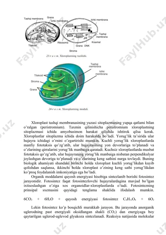 va o’zlarining keng sathini nurga tovlaydi. buning biologik ahamiyati shundaki birinchi holda xloroplast kuchli yorug’likdan kuyib qolishdan saqlansa, ikkinchi holda xloroplast o’zining keng sathi yorug’likdan ko’proq foydalanish imkoniyatiga ega bo’ladi. organik moddalarni quyosh energiyasi hisobiga sintezlanib borishi fotosintez jarayonidir. fotosintez faqat fotosintezlovchi hujayralardagina mavjud bo’lgan ixtisoslashgan o’ziga xos organoidlar-xloroplastlarda o’tadi. fotosintezning prinsipal sxemasini quyidagi tenglama shaklida ifodalash mumkin. 6co2 + 6h2o + quyosh energiyasi fotosintez c6h12o6 + 6o2 lekin fotosintez ko’p bosqichli murakkab jarayon. bu jarayonda anorganik uglerodning past energiyali oksidlangan shakli (co2) dan energiyaga boy qaytarilgan uglerod-uglevod glyukoza sintezlanadi. reaksiya natijasida molekular kislorod ham hosil bo’ladi. bu bizning sayyoramizda kislorodning birdan bir manbaidir. fotosintez jarayonida hosil bo’lgan mahsulotlarni fotosintezlamaydigan barcha organizmlar iste’mol qiladilar. xromoplastlar. xromoplastlar o’simlikning vegetativ organlari, gullari va meva hujayralarning protoplastida uchraydi va shu organlarga tegishli rang berib turadi. xromoplastlarning sariq, qizil, jigar rang, to’q sariq, qo’ng’ir-qizil rangda bo’lishi ularning stromasida xilma – xil karotinoidlarning mavjudligidandir. karatinoidlar …