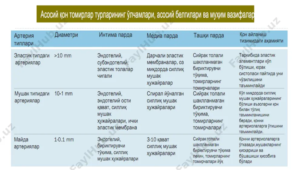yurak qon-tomir tizimi va uning anatomiyasi - Page 3