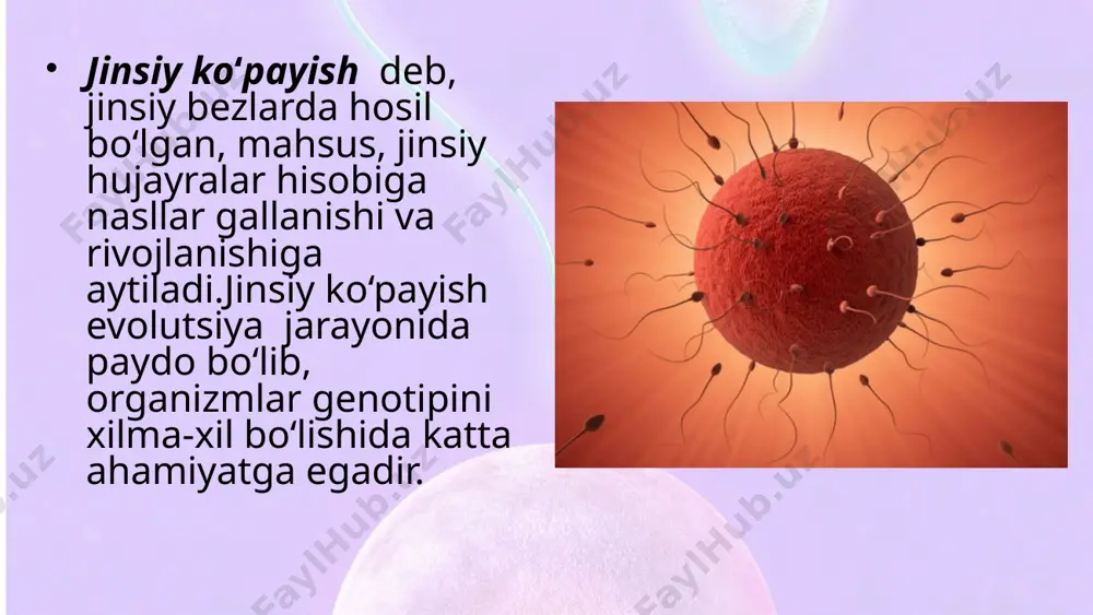 izm genotipiga aynan o‘xshash bo‘ladi. chunki, tana hujayralari faqat mitoz yo‘li bilan ko‘payadi, mitozning interfaza bosqichida genetik materialning ikki hissa ko‘payishi kuzatiladi. mitozni eslang. mitoz bo‘linishi natija sida paydo bo‘lgan hujayralardan, jinssiz ko‘payishda yangi organizmlar rivojl anadi. mitoz bo‘linish asosida jinssiz yo‘l bilan ko‘paygan organizmlar genotipi bir xil bo‘lish sabablarini tushuntirish mumkin. foydali mutatsiyalar bun day organizmlarda tashqi muhit sharoitining o‘zgarishi natijasidagina kamdan-kam hollarda paydo bo‘ladi. savol va topshiriqlar qaysi organizmlarda jinssiz ko‘payish kuzatiladi? jinssiz ko‘payishning qanday xillarini bilasiz? nima uchun jinssiz ko‘payish natijasida olingan organizmlar bir-biriga va ota-ona organizmga genetik jihatdan o‘xshash bo‘ladi? image2.jpeg image3.jpeg image4.jpeg image5.png image6.jpeg image7.jpeg image8.jpeg image9.png image10.jpeg image11.jpeg image12.jpeg image13.jpeg image14.gif image15.gif image1.jpeg