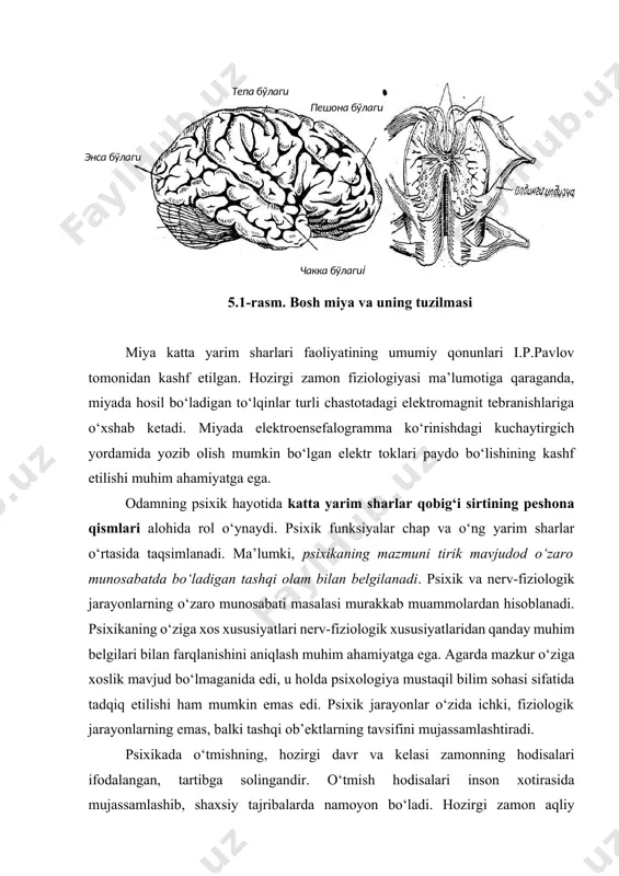 ekslar) hisoblangan shakllarni amalga oshiradi, katta yarim sharlarning qobig‘i esa hayotda orttirilgan, psixika yordami bilan boshqariladigan xulq-atvor shakllarining organi sanalanadi. энса бўлаги пешона бўлаги тепа бўлаги чакка бўлагиi 5.1-rasm. bosh miya va uning tuzilmasi miya katta yarim sharlari faoliyatining umumiy qonunlari i.p.pavlov tomonidan kashf etilgan. hozirgi zamon fiziologiyasi ma’lumotiga qaraganda, miyada hosil bo‘ladigan to‘lqinlar turli chastotadagi elektromagnit tebranishlariga o‘xshab ketadi. miyada elektroensefalogramma ko‘rinishdagi kuchaytirgich yordamida yozib olish mumkin bo‘lgan elektr toklari paydo bo‘lishining kashf etilishi muhim ahamiyatga ega. odamning psixik hayotida katta yarim sharlar qobig‘i sirtining peshona qismlari alohida rol o‘ynaydi. psixik funksiyalar chap va o‘ng yarim sharlar o‘rtasida taqsimlanadi. ma’lumki, psixikaning mazmuni tirik mavjudod o‘zaro munosabatda bo‘ladigan tashqi olam bilan belgilanadi. psixik va nerv-fiziologik jarayonlarning o‘zaro munosabati masalasi murakkab muammolardan hisoblanadi. psixikaning o‘ziga xos xususiyatlari nerv-fiziologik xususiyatlaridan qanday muhim belgilari bilan farqlanishini aniqlash muhim ahamiyatga ega. agarda mazkur o‘ziga xoslik mavjud bo‘lmaganida edi, u holda psixologiya mustaqil bilim sohasi …