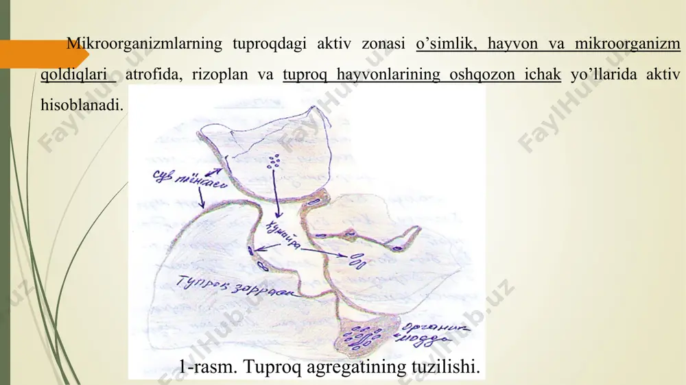 ida va qattiq ozuqa substratlari (selyuloza, lignin, xitin) yuzasida turli osti (gruntoviy) suvlari yuvilishidan saqlanadi aniqlashicha 80-90 % xujayra tuproqda adgiziyalangan xolatda bo`ladi ko`pincha erkin xolda suzib yuruvchi xujayralar tuproqqa oson suyuqlanuvchi ozuqa modda (qand organik kislatalar) solinganda paydo bo`ladi. mikroporganizimlarning adgeziyasi quydagilarga bog`liq: 1.mikroorganizm xususiyatiga ; 2.sorbent xususiyatiga; 3.suyuq muhit tarkibi, boshqa muxitdan ph konsintratsiyasi va kation tabiati boshqalarga bog`liq tuproqning suyuq fazasi – odatda kapilyarlar yoki turli qalinlikda plyonka hosil qiladi. kapilyarlarda yoki plyonkada mikroorganizmlar hujayralari turli qalinlikda bo’ladi. yomg’irdan so’ng, sug’orishdan so’ng yoki yer osti suvlari sathining ko’tarilishi natijasida tuproqda suvning miqdori ko’tariladi va bu graditatsiya kuchi asosida harakat qiladi. tuproqning suyuq havzasida mikrozonaning shakllanishi, unda gazlar nisbati, organik moddalar, ph va boshqalarga bog’li bo’ladi. bir qancha muddat davomida mikrozona namlik potensialiga bog’liq ravishda farqlanishi mumkin. u turli tuproq garizontlari uzoq muddat farqlanishi mumkin. shunday qilib tuproq eritmasining asosiy vazifasi bu ozuqa moddalarning tashilishini ta’minlaydi va mikroorganizmlarning …
