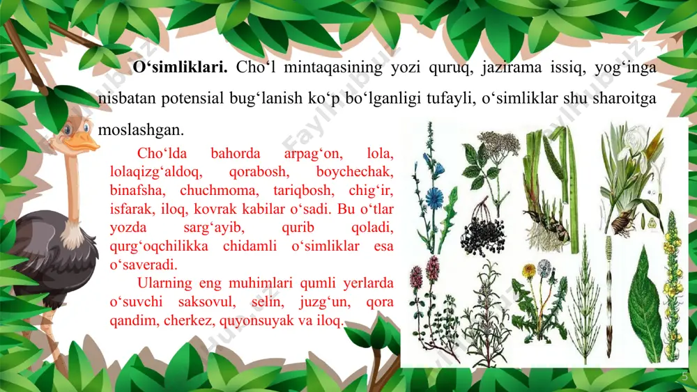 o‘zbekiston tuproqlari, o‘simlik va hayvonot dunyosi 7-sinf - Page 5