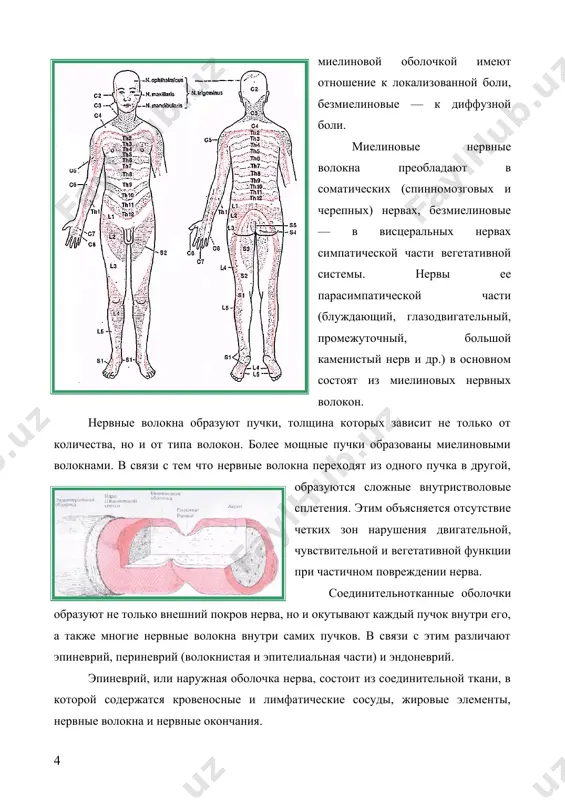 и образуют на протяжении до спинномозговых узлов корешковый нерв, после — спинномозговой нерв. благодаря такому слиянию спинномозговые нервы являются смешанными, так как содержат двигательные (эфферентные) волокна от клеток передних рогов, чувствительные (афферентные) волокна от клеток спинномозговых узлов и вегетативные волокна от клеток боковых рогов и узлов симпатического ствола. выйдя из центрального канала, спинномозговые нервы делятся на передние ветви (rr. ventrales), иннервирующие кожу, мышцы конечностей и передней поверхности туловища; задние ветви (rr. dorsali), иннервирующие кожу и мышцы задней поверхности туловища; менингеальные ветви (rr. meningei), направляющиеся к твердой оболочке спинного мозга, и соединительные ветви (rr. communicantes), содержащие симпатические преганглионарные волокна, следующие к узлам симпатического ствола (gangll. trunci sumpathici). передние ветви спинномозговых нервов образуют шейное, плечевое, поясничное, крестцовое и копчиковое сплетения. передние ветви грудного отдела дают начало межреберным (nn. intercostales) и подреберному (nn. subcostalis) нервам. из сплетений берут начало периферические кожные и мышечные нервы, в формировании которых обычно принимают участие несколько сегментов спинного …