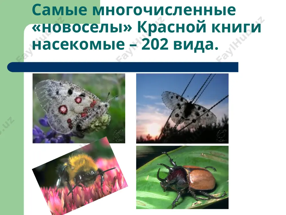 пестицидами, а также отлова жуков коллекционерами и случайными лицами. меры охраны. требуется охрана мест обитания; необходим повсеместный полный запрет на отлов жуков. была учреждена 13 апреля 2000 года постановлением губернатора ставропольского края. в целях дифференцированного определения мер охраны в зависимости от состояния вида применяется шкала категорий статуса, предложенная международным союзом охраны природы. выделяют 5 категорий статуса вида: i категория - виды, находящиеся под угрозой исчезновения, спасение которых невозможно без осуществления специальных мер; ii категория – виды, численность которых ещё относительно высока, но сокращается катастрофически быстро, что в недалёком будущем может поставить их под угрозу исчезновения; iii категория – редкие виды, которым в настоящее время не грозит исчезновение, но встречаются они в таком небольшом количестве или на таких ограниченных территориях, что могут исчезнуть при неблагоприятном изменении среды обитания под воздействием природных или антропогенных факторов; iv категория – виды, биология которых изучена недостаточно, численность и состояние их вызывает тревогу; v категория – …