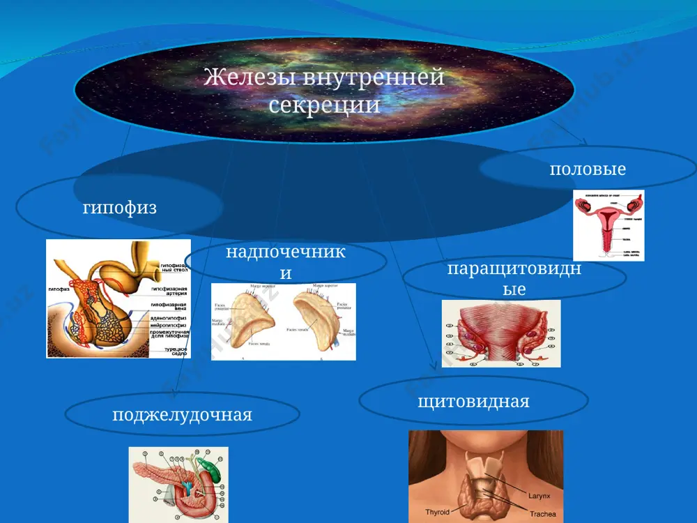 nzovaya bolezn) kojnie pokrovi i slizistie obolochki priobretayut bronzovuyu okrasku. u bolnix saxarnim diabetom na koje chasto mojno uvidet raschyosi i furunkulyoz, otlojeniya xolesterina na koje vek (ksantomnie pyatna). xarakter pitaniya i osobennosti otlojeniya jira: ojirenie(saxarniy diabet, itsengo-kushinga-giperkortitsizm), poxudanie(tireotoksikoz, nedostatochnost kori nadpochechnikov, saxarniy diabet) volosyanoy pokrov tela: girsutizm(patologiya yaichnikov, giperkortitsizm sostoyanie koji: gipergidroz(gipertireoz), giperpigmentatsiya, exkimozi, bagrovo-sinyushnie strii (giperkortitsizm), plotnie oteki nog(gipotireoz) oblast shei: razmeri shitovidnoy jelezi glaza: ekzoftalm(gipertireoz), periorbitalniy otek(gipotireoz), diplopiya(tireotoksikoz) obshiy osmotr volosyanoy pokrov. jenskiy tip ovoloseniya u mujchin xarakteren dlya evnuxoidizma, ili gipofunktsii polovix jelyoz. usilenniy rost volos po mujskomu tipu u jenshin xarakteren dlya akromegalii i sindroma itsenko - kushinga. vipadenie volos na golove, brovey, resnits, usov i borodi xarakterno dlya miksedemi. podkojniy jirovoy sloy. ravnomernoe izbitochnoe raspredelenie podkojnoy jirovoy kletchatki xarakterno dlya gipofunktsii shitovijnoy jelezi. ojirenie pre- imushestvenno v oblasti nijney chasti jivota, taza, byoder, xarakterno dlya gipofizarnogo ili polovogo ojireniya. izbitochnoe ojirenie litsa i tulovisha …