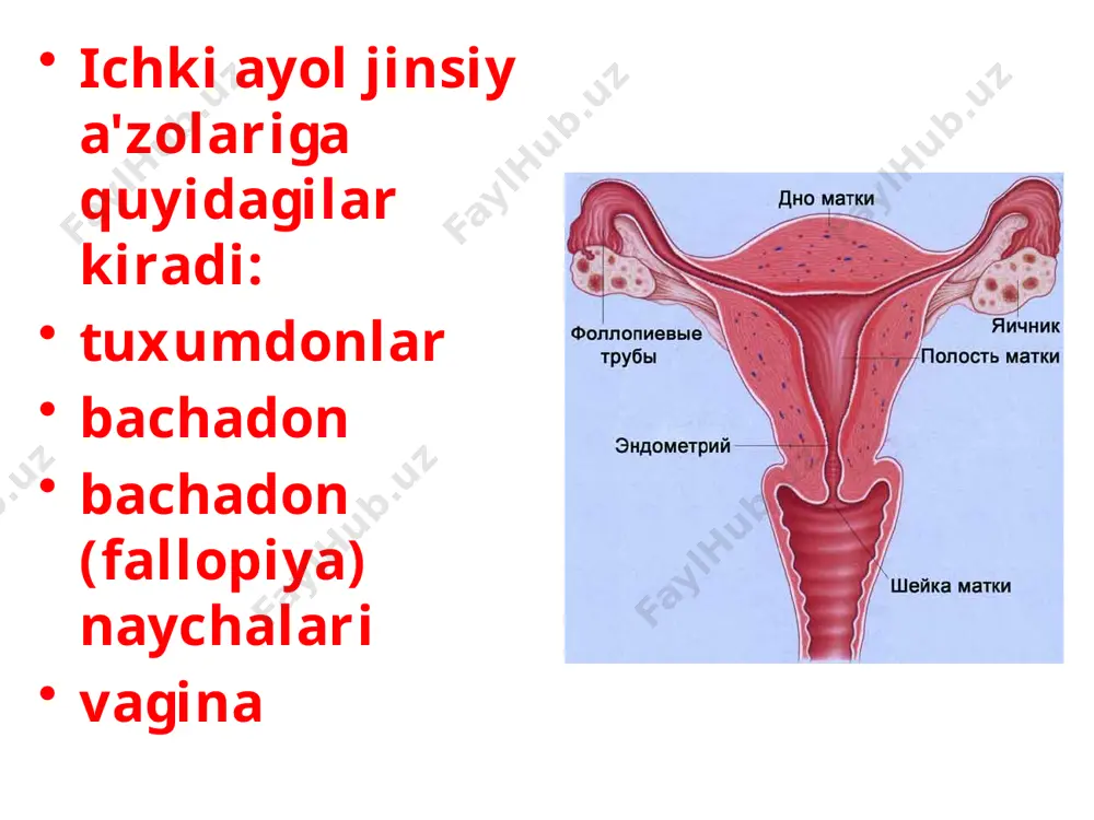 ayollar jinsiy tizimazolari anatomiyasi - Page 4