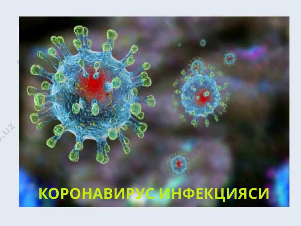 koronavirus infektsiyasi ma'lumot o'rnida: yangi aniqlangan virus bemorlarda pnevmoniyani keltirib chiqaradi. koronaviruslar oilasiga 40 ga yaqign virus kiradi, ammo ulardan faqat ettitasi odamga yuqishi mumkin. bu viruslar o'tgan asrning 60-yillarida itlar, mushuklar, qushlar, cho'chqalar va yirik shoxli xayvonlarda aniqlangan. koronaviruslar - katta viruslar oilasi hisoblanib, odamlarda oddiy yallig'lanishdan tortib zotiljam bilan kechadigan og'ir o'tkir respirator sindromini chaqirishi mumkin. koronavirusli infektsiya (coronavirosis) (kvi)- o'tkir respirator kasallik bo'lib, u yuqori nafas yo'llarining yallig'lanishi va sust namoyon bo'ladigan umumiy zaharlanish belgilari bilan kechadigan kasallikdir. koronavirus etiologiyali o'tkir respirator kasalliklar 10-35% holda uchraydi. etiologiyasi kasallik rnk-saqlovchi, kattaligi 80-220 nm ga teng keladigan koronaviruslar tomonidan chaqiriladi. koronaviruslar-ning 4 xil antigeni mavjud. virusning tashqi qobig'i vorsinkalar bilan qoplangan. bu vorsinkalar orqali virus hujayraga birikadi. bu vorsinkalar toj (korona) shakliga o'xshash bo'lganligi sababli shunday nomlangan. viruslar yuqori nafas yo'llari epiteliysining tsitoplazmasida ko'payadi. bu virus hujayra ichiga kirgach 4-6 soatdan keyin ko'plab virionlarni hosil qiladi. ular o'zining tashqi …