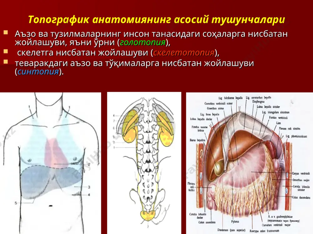 ни тўғри аниқлаш. оғриқсизлантириш усулини танлаш. касалланган аъзога муқобил очиб кириш йўлини танлаш. касалликка мос келувчи операция амалиётини танлаш. операциядан кейинги парваришни тўғри ташкил қилиш. операция натижаларини танқидий баҳолаш. н.к.бурденко триадаси анатомик қулайлик. физиологик рухсат – аъзо функциясини операциядан кейин у ёки бу даражада сақлаб қолиш имкони техник имконият – жарроҳлик аралашувининг мураккаб босқичларини механизациялаш. жарроҳлик операциялари турлари экстрен (ургент, шошилинч); режали; радикал; паллиатив; танлов операцияси; зарурият операцияси; бир лаҳзали; икки лаҳзали; кўп лаҳзали; қўшма (симультан); кенгайтирилган; комбинацияланган. жарроҳлик асбоблари қуйидаги гуруҳларга ажратилади: тўқималарни ажратиш учун асбоблар. уларга турли скальпеллар, ампутация пичоқлари, қайчилар, арралар, искана ва бошқ. киради. қон тўхтатиш учун асбоблар — турли типдаги қисқичлар (холстед, пеан, бильрот, кохер ва бошқ.), лигатура ниналари (дешан, купер), электрокоагуляторлар ва ҳ.к. ёрдамчи-фиксацияловчи асбоблар — пинцетлар, илмоқлар, зондлар. тўқималарни бирлаштириш учун асбоблар. уларга ниналар, нинатутқичлар, турли хилдаги тикувчи ускуналар (нжка, укл, утл, томир тикувчи ускуна, видеоэндохирургияда қўлланувчи степлер, клепперлар ва бошқ.). махсус асбоблар …