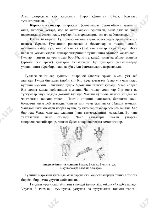 ncha changchi ipidan va changdondan tashkil topadi. changchi ipining changdonga birikkan joyi bog'lovchi qism deb ataladi. changchi ipi uzun yoki qisqa bo'lishi mumkin. changdon ikki qismdan iborat bo'lib, bu qismlar tekalar deb nomlanadi. har bir teka o'zida chang haltalarini (chang kameralarini) saqlaydi. bu chang xaltalarida chang etiladi. chang xaltalari shakli o'zgargan mikrosporangiylardir, changchi bo'lsa mikrosporofil gomologidir. androtseyning tuzilishi: 1-lola; 2-yalpiz; 3-chizma gul; 4-kungaboqar; 5-no'xat; 6-mavrak. gulning markaziy qismida mevabargcha yoki karpellalardan tashkil topgan bir yoki bir nechta urug'chi joylashadi. guldagi urug'chilar to'plami ginetsey (gyne- ayol, oikos- uy) deb ataladi. urug'chi 3 qismdan: tumshuqcha, ustuncha va tugunchadan tashkil topgan. mevabargchalar morfofunktsional tuzilishiga ko'ra megasporofillarga to'g'ri keladi. birmuncha soddaroq tuzilgan gulli o'simliklarda (masalan, degeneriyada) mevabargchalarning faqat qirralari birikadi. mevabargchaning qirralarida yoki yuzasida joylashgan urug'kurtaklar mevabargcha qirralari birikishi natijasida uning ichki tomonida qoladi. bu bir tomondan urug'kurtakni yaxshi himoyalanishini ta'minlasa, ikkinchi tomondan urug'kurtakka chang kelib tushishini qiyinlashtiradi. changni ushlash vazifasini esa mevabargchalar birikkan …