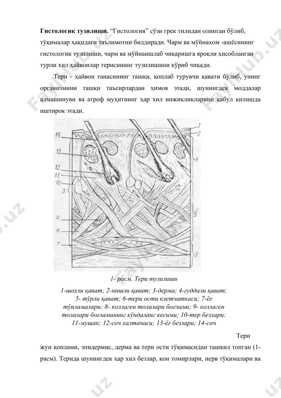 толали структуралар (ретикулин, элаудин ва бошқалар) ушбу уч асосий тола типларига киритилади. шундай қилиб, тери қопламасининг ҳужайралараро моддасида фибрилляр элементлар, коллаген ва эластин толалари кўпчиликни ташкил этади. тери тузилиши ундан ишлаб чиқарилган тери ёки мўйнанинг асосий хоссаларини, унинг қандай максадда ишлатилиши ҳамда унга бирламчи ишлов бериш табиатини белгилайди. эпидермис – эпителиал тўқималардан ташкил топган бўлиб, тери қопламининг ташқи қавати ҳисобланади. эпидермис ташқи қавати шохланган, ҳар хил шаклдаги ҳужайраларнинг зич ётқизилган тўпламидан иборат. унинг қалинлиги тахминан тери қалинлигининг 0.5-1 % ни ташкил этади. эпителиал тўқималардаги чегаралари аниқ ифодаланган ҳужайралар бир ёки кўп қаватли эпителийларни ҳосил қилиш қобилиятига эга. унда қон томирлари бўлмайди. ҳужайраларнинг озиқланиши ва алмашинув шароитларининг ўзгариши, юқори қаватларнинг шохланишига олиб келади. эпидермис ҳайвон ҳаётида катта физиологик роль ўйнайди. намликнинг буғланишини ва қуйи қаватларга бактериялар киришини тўхтади, тананинг иссиқлик беришини бир оз камайтиради. эпидермис гўё, қуйида ётган қават- дермага соч халтачалари ва ҳар хил безлар, шунингдек дермага ботган кўпсонли ғуддалари …