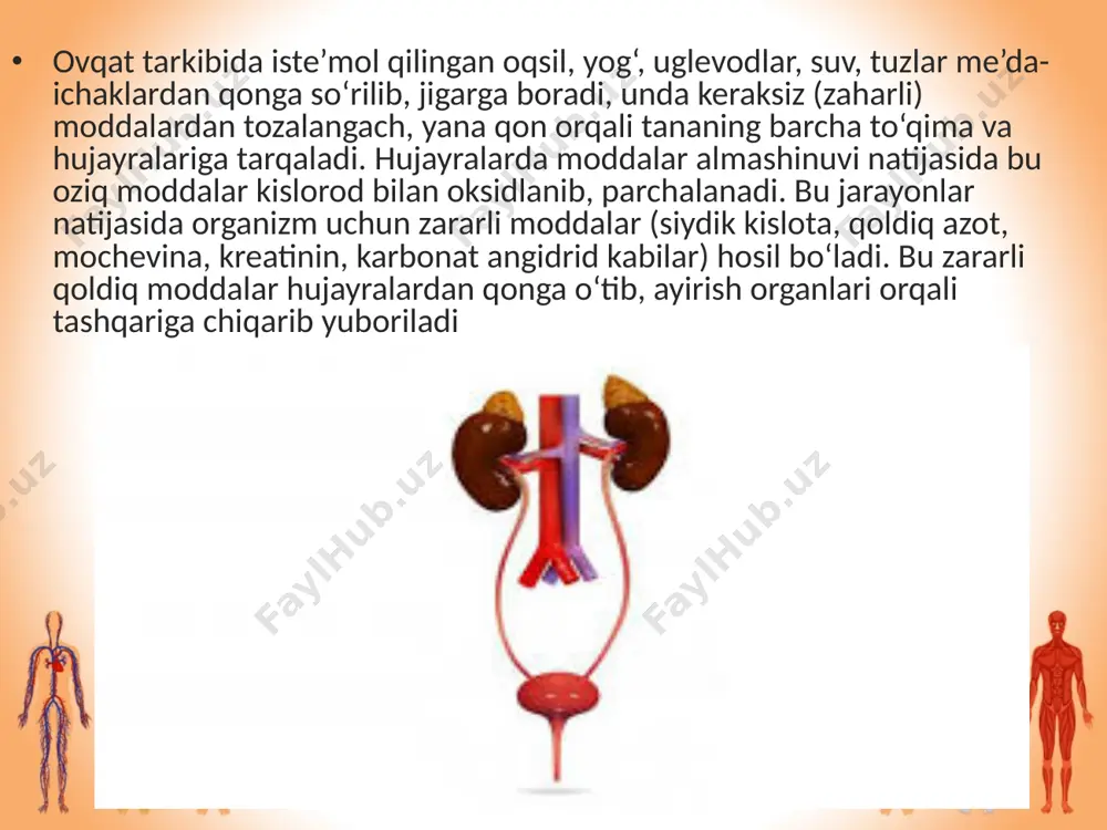 ena qon tomiri chiqadi. shuningdek, buyrak darvozasi orqali siydik yo‘li ham chiqadi. har bir buyrakning og‘irligi o‘rtacha 150 g keladi. buyrak bo‘ylamasiga kesib qaralganda, uning to‘qimasi ikki qavatdan: tashqi qoramtir po‘st qavat va ichki oqimtir mag‘iz qavatdan iborat ekanligi ko‘rinadi. buyrak to‘qimasi murakkab mikroskopik tuzilishga ega bo‘lgan nefronlardan tashkil topgan. har qaysi buyrakda 1 mln atrofida nefron bor. buyrak nefronlarida arteriya kapillarlari orqali qonning suyuq qismi filtrlanib, buyrak kapsulasiga o‘tadi va siydik hosil bo‘ladi buyrakda siydik hosil bo‘lishi. buyrakda siydik hosil bo‘lishi ikki faza (davr)ga bo‘linadi. birinchi davr — filtratsiya davri, u birlamchi siydik hosil bo‘lishidan iborat. bunda nefronlardagi arteriya kapillarlari orqali qonning suyuq qismi filtrlanib, nefron bo‘shlig‘iga (kapsulaga) o‘tadi. bu jarayonning o‘tishi kapillarlardagi bosimning yuqori, kapsuladagi bosimning past bo‘lishiga bog‘liq. birlamchi siydikning tarkibi qon plazmasining tarkibiga yaqin. unda faqat oqsil bo‘lmaydi. chunki u kapillar qon tomirlarining devoridan filtrlanib o‘tmaydi. kapsuladagi birlamchi siydik kalavasimon kanalchalarga o‘tadi. bu kanalchalarning devori orqali …