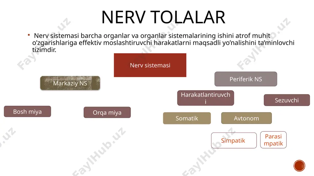 jarayondagi motor neyron oxiridan ax (atsetilxolin) mediatori ajraladi. ajralgandan soʻng oʻziga tegishli boʻlgan retseptorga ta’sir qiladi (bu na+ ning ligant darvozali ion kanali). harakat potensiali (impuls) shu tariqa muskulga oʻtgach, muskul bu jarayonga qisqarish orqali javob beradi. harakat birligi odam tanasida 3 xil muskul bor: skelet muskullari yurak muskullari silliq muskul skelet mushaklarining fiziologik xossalari. muskul hujayralari nerv hujayralariga oʻxshab qoʻzgʻaluvchan toʻqima hisoblanadi. ya’ni ximik, mexanik yoki elektrik stimul ta’sirida harakat potensiali (hp) hosil boʻladi. bundan tashqari, muskul bu mexanik energiyaga aylanishi mumkin boʻlgan kimyoviy energiyaga saqlovchi qisqaruvchan toʻqimadir. xususiyatlari / turlari rangi qalinligi qon tomirlar mitoxondriyalari energiyasi glikogen tezligi charchashi lokalizatsiyasi 3-tip (2b) oq (miogl. kam) qalin kam kam anaerob (glikoliz) kam tez tez periferiyada (pstki muchalarda) qizil (miogl. ko’p) mayin ko’p ko’p ko’p (oksidlanish) ko’p sekin sekin tanada 1-tip klassifikatsiyasi 1.funksiyasiga ko’ra tonik muskullar – tez qisqarib uzoq shu holatda turadi. 1-tip. statik holatni ta’minlaydi. gamma motoneyron inervatsiya …