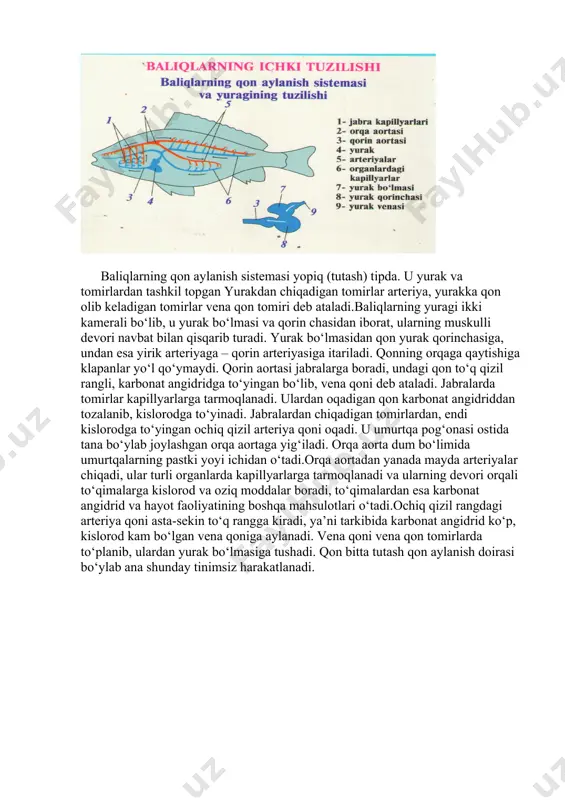 illyarlarga tarmoqlanadi. ulardan oqadigan qon karbonat angidriddan tozalanib, kislorodga to‘yinadi. jabralardan chiqadigan tomirlardan, endi kislorodga to‘yingan ochiq qizil arteriya qoni oqadi. u umurtqa pog‘onasi ostida tana bo‘ylab joylashgan orqa aortaga yig‘iladi. orqa aorta dum bo‘limida umurtqalarning pastki yoyi ichidan o‘tadi.orqa aortadan yanada mayda arteriyalar chiqadi, ular turli organlarda kapillyarlarga tarmoqlanadi va ularning devori orqali to‘qimalarga kislorod va oziq moddalar boradi, to‘qimalardan esa karbonat angidrid va hayot faoliyatining boshqa mahsulotlari o‘tadi.ochiq qizil rangdagi arteriya qoni asta-sekin to‘q rangga kiradi, ya’ni tarkibida karbonat angidrid ko‘p, kislorod kam bo‘lgan vena qoniga aylanadi. vena qoni vena qon tomirlarda to‘planib, ulardan yurak bo‘lmasiga tushadi. qon bitta tutash qon aylanish doirasi bo‘ylab ana shunday tinimsiz harakatlanadi. image1.jpeg image2.jpeg image3.jpeg