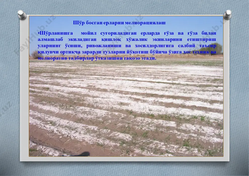 ари суббореал ва субтропик минтақаларнинг дашт ва ярим дашт минтақалари ҳисоб ланади. шўрхоклар майдони ер шарида 69,8 млн. гектарни, барча шўрланган тупроқлар майдони эса 240 млн. гектарни ташкил этади (ковда, розанов 1988). шўрланган тупроқлар ва шўрхокларнинг пайдо бўлиши учун иккихил жараён-ландшафтларда (табиатда) эркин ҳаракатланувчи ва уларни тупроқда тўпланиши содир бўлиши керак.тузлар ҳосил бўлишининг асосий манбалари тоғ жинсларининг нураши таъсирида ҳосил бўладиган, ўзида туз ушловчи ва тупроқ ҳосил қилувчи ҳар хил жинслар ҳисобланади. маълумки дунё океанларига қуруқликдан йилига 3 млрд. тонна сув оқимлари бўлмаган континентларга 1 млрд. тоннагача хар хил тузалар келиб қўшилади. туз тўпловчи манбалардан, яъни таркибида туз ушловчи тупроқ ҳосил килувчи жиснлар, тузларнинг дегиздан қуруқликка шамол таъсирида келиб қўшилиши (импульверизация), атмосфера ёғинлари, тупроқ-грунт сувлари, усимликлар, суғориш сувлари ва бошқалар ҳсобланади. тузлар пайдо бўлиб ҳамма жойларида ер юзасининг устки қатламларида йиғилади. шунга қарамасдан шўрланган тупроқлар майдони ва айниқса шўрхоклар майдони ер шарида унчалик катта майдонларни эгалламайди, чунки тузларнинг тупроқда йиғилиши …