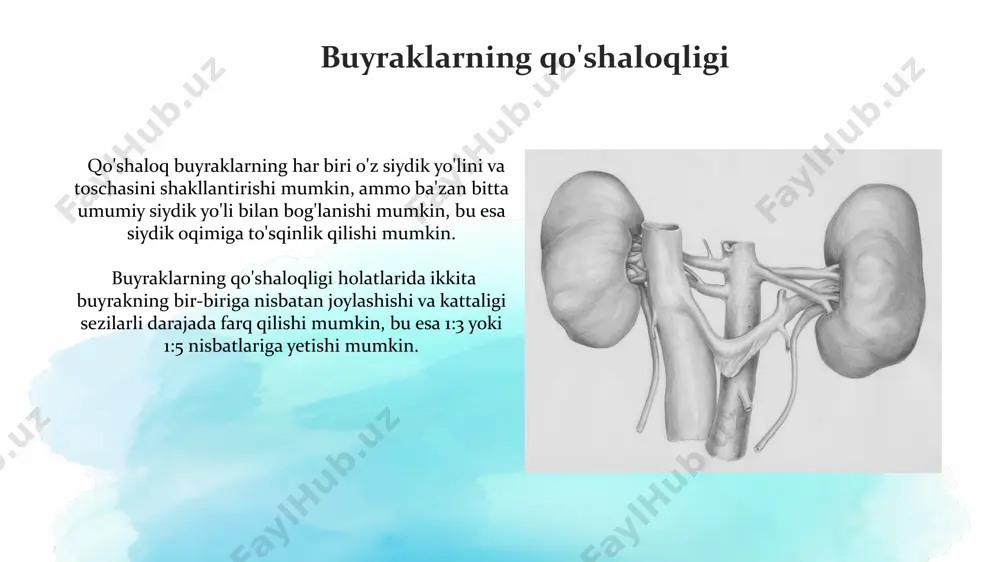 siydik ayiruv aʼzolarining rivojlanish nuqsonlari - Page 4