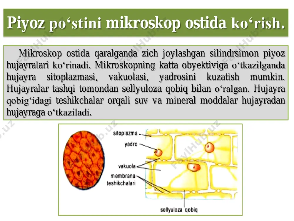 piyoz po‘sti hujayrasining tuzilishini mikroskopda o'rganish - Page 5