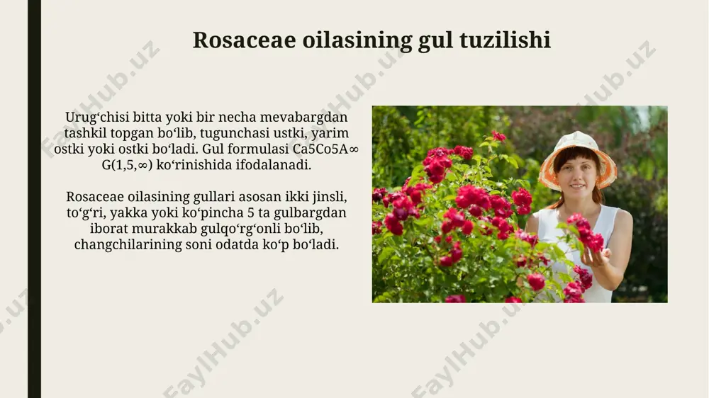 larda, shimoliy yarim sharning hududlarida tarqalgan. oʻzbekiston hududida rosaceae oilasining 35 turkumi va 153 turi oʻsadi, ular orasida mevali, rezavor mevali va manzarali oʻsimliklar mavjud. rosaceae oilasining umumiy tavsifi rosaceae oilasi 100 ga yaqin turkum va 3000 dan ortiq turga ega boʻlib, butun yer sharida, asosan, shimoliy yarim sharning moʻtadil va subtropik hududlarida tarqalgan. rosaceae oilasi vakillarining mevalari turli xil boʻlib, poʻstli, koʻsakcha, olma, danak va boshqa koʻrinishlarda boʻladi; ba'zilari partenokarp va urugʻsiz boʻladi. gilos (prunus) turi gilos mevalarining tarkibida 8-15% qand, 0,8-1% organik kislotalar, 0,2-1% pektin moddalari, c vitamini, karotinoidlar va boshqa foydali moddalar mavjud. gilosning koʻpgina turlari dekorativ oʻsimlik sifatida ekiladi, ayrim turlari esa dori-darmon tayyorlashda ham ishlatiladi, ularning mevasi tarkibida fenolik birikmalar, antosiyaninlar mavjud. atirgul (rosa) turi oʻzbekistonda 38 turkumga mansub 266 ga yaqin atirgul turi uchraydi, ularning koʻpchiligi mevali, rezavor mevali yoki manzarali oʻsimliklar hisoblanadi. atirgullarning gultoj barglari odatda 5 ta boʻlib, ranglari och pushti, qizil, …