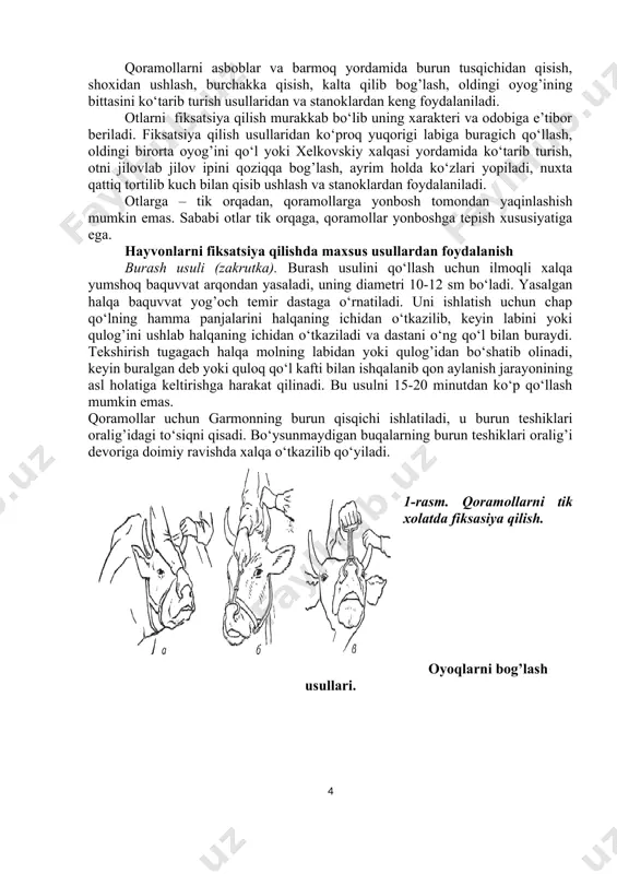 ga, ikkinchi erkin uchini ushlab tortganda oyoq majburan yuqori ko‘tariladi. 2-rasm. qoramollarni oyoqlarini bog’lash katta hayvonlarni yiqitish usullari. qoramollarni yiqitish. gess usuli bo‘yicha bitta arqon yordami bilan yiqitish. uzunligi 8-10 metr arqonning bir uchini qoramolning shoxiga bog’lab, keyin u bilan ko‘krak va beldan hayvon tanasiga o‘raladi. arqon uchidan tortilish natijasida qoramol yotishga majbur bo‘ladi. qoramol yiqilgandan keyin oyoqlari bog’lanadi. 3-rasm. gess usuli bo‘yicha qoramollarni yiqitish kavkazcha (latipov) usuli. uzunligi 2,5 metrdan kalta bo‘lmagan arqon bel ustidan o‘tkazilib, keyin uning uchi och biqin chuqurchasi ustiga bog’lanadi. ikkinchi arqon uzunasi 5 metrdan kalta bo‘lmagan holda shoxi yoki tumshug’iga bog’lanib, oldindan orqaga qarab biqin tomonga birinchi bog’langan arqon tagidan o‘tkazilib qarshidagi ikkinchi biqin tomonga di va shu paytda ikkinchi qo‘l bilan oshirib yuboriladi. ikkinchi uzun arqon uchining tortilishi natijasida qoramolning boshi ichki teskari tomonga buriladi, qorin yumshoq devori va uning bo‘shlig’i qisilib, qoramol yiqilishiga majbur bo‘ladi. italyancha (chinnoti) usuli. 8-10 metrli uzun arqon …