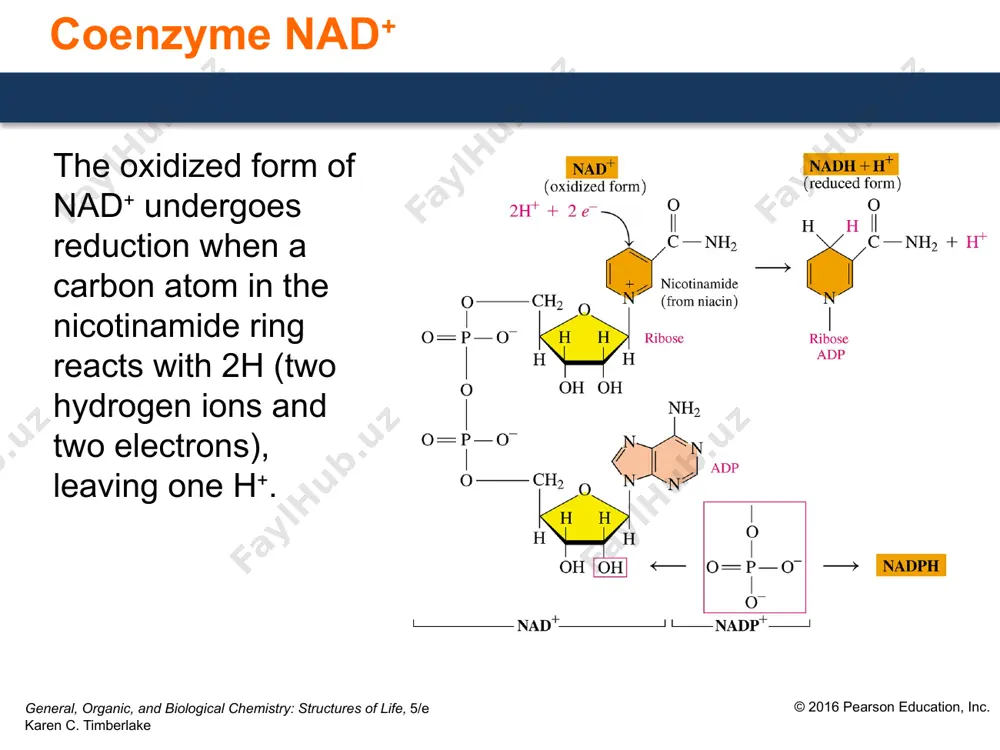 important coenzymes in metabolic pathways - Page 5