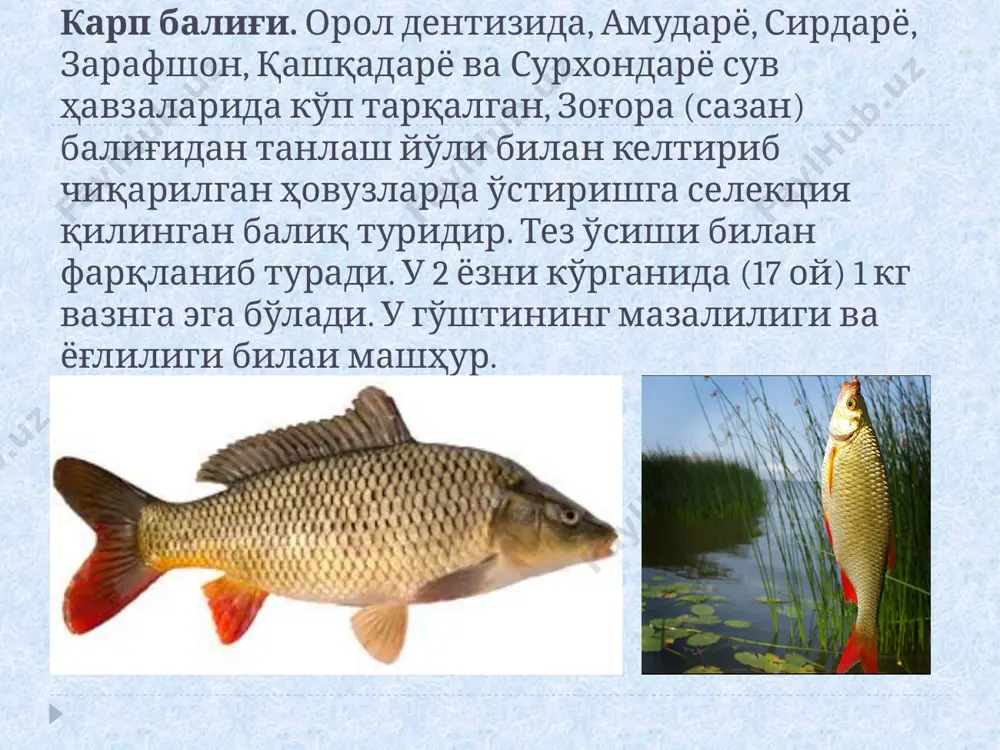 ади. уларнинг личинкалари ривожланишининг дастлабки босқичларида зоопланктон билан ҳам озиқланишади. 1,5-2,5 см узунликка етгандан сўнг улар фитопланктон ҳамда детрит билан озиқланишни бошлашади. оқ дўнгпешонанинг кундалик озиқ рациони ўртача тана массасига нисбатан 17% ни ташкил этади. ҳовузларда ўстириладиган асосий балиқларнинг қисқача зоотехникавий тавсифи кўрсаткичлар карп оқ амур дўнгпешона жинсий етилиш ёши 2-4 3-4 3-4 икра қўйиш вақти. йил ойлари v-vii iv-vii v-vi икра қўйишда сувнинг харорати 17-190 17-180 21-260 битта она балиқнинг икра қўйиши млн.дона 0.7-0.8 0,8-1,0 500-1.0 икра қўйиш жойи ўсимликлар илдизи, ўсимликлар субстрат тошлоқ жойларда сув тубидаги жисм инкубация даври кун 3-5 1.2-1.3 1.0-1.1 балиқларнинг озиқланиши човоқ ёшда қисқичбақасимонлар зоопланктонлар зоопланктонлар етук ёшида хар хил ўтхўр (фитопланк) ўтхўр (фитопланк) тирик вазни 1ёшда 100 265 100 2 ёшда 500-1000 1000-2000 200-700 максимал оғирлиги кг 32 30 16 максимал узунлиги см 150 122 100 белуга осётрсимонлар оиласига кирувчи энг катта балиқ ҳисобланиб, эркак балиқларининг катталари 1 тоннагача бўлиши мумкин. эркак балиқларда …