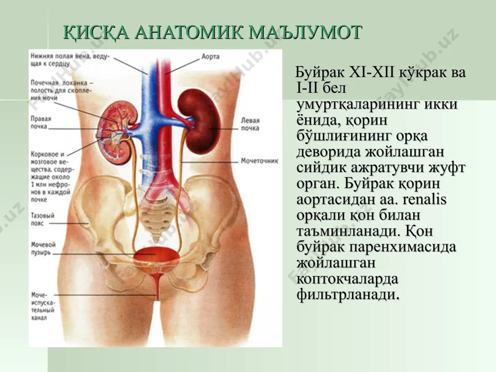 инг суткалик миқдорининг ошиши (2л дан кўп). олигоурия - сийдикнинг суткалик миқдорининг камайиши (500мл дан кам). анурия – сийдик ажралишининг тўхташи. ишурия – сийдик қопида сийдикнинг ушланиб қолиши ёки сийдик ажрата олмаслик. поллакиурия – сийдикнинг тез-тез ажралиши. изурия – сийдикнинг бир хил вақт оралиғида ва бир хил порцияда ажралиши. никтурия - тунги сийдик ажралишиниг кундузгига нисбатан кўп бўлиши. гипостнурия – сийдикнинг солиштирма оғирлиги паст бўлиши. изостенурия – сутка давомида сийдикнинг монотон бир хил солиштирма оғирликда бўлиши. anamnesis morbi (касалликнинг юзага келиши ва кечиши тафсилотлари аниқланади) anamnesis vitae (касалликка олиб келган сабаб аниқланади) буйрак ва сийдик йўллари касалликлари юзага келишига қуйидагилар сабаб бўлади: тез-тез совуқ қотиш, захларда ишлаш, совуқ, очиқ ҳавода ишлаш жинсий аъзо касалликлари бўлиши буйракни шикастловчи бошқа касалликлар бўлиши (ўпканинг йирингли касалликлари, вирусли гепатит оғир тури, сурункали отит, ангина. қандли диабет) заҳарланишлар нефротоксик антибиотикларни қабул қилиш бошқа гуруҳдаги қон қуйилганда аввал цистит, ўткир нефрит ёки пиелонефрит ўтказганлиги кўздан кечириш …