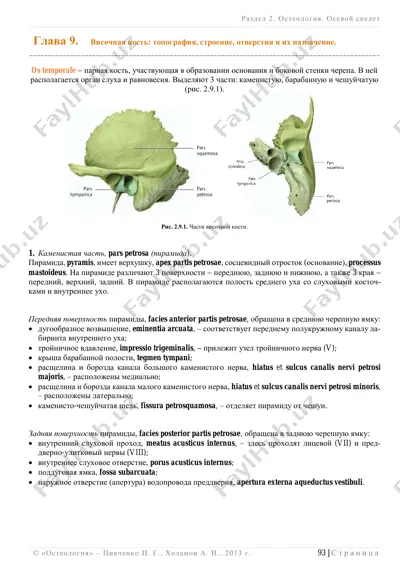 os temporale — PDF
