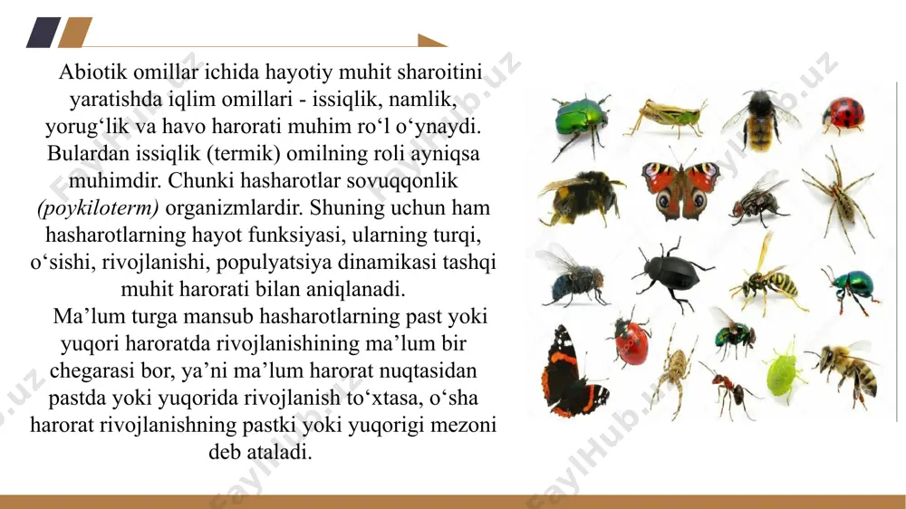 issiqlikkacha tezlashib boradi, temperatura bundan ortsa rivojlanish sekinlashib, so‘ngra to‘xtaydi va nihoyat, chegaradan oshganda hasharot o‘ladi. ma’lum harorat nuqtasidan pastda yoki yuqorida rivojlanish to‘xtasa, o‘sha harorat rivojlanishining pastki yoki yuqorigi chegarasi deb aytiladi. hasharotlarning sovuqqa chidamliligi ularning soni va tarqalishida muhim ro‘l o‘ynaydi. ko‘p tur hasharotlar sovuqqa chidamli. masalan, ko‘kqurt-11°c gacha, o‘tloq parvonasi qurti-30°c gacha bardosh beradi. sovuqqa chidamlilik organizmning holatiga va sovitishning sekin yoki tezligiga, umuman biokimyoviy hamda fiziologik xususiyatlariga bog‘liq. yog‘ tanachalari ko‘p, erkin suv miqdori kam bo‘lsa, hasharot sovuqqa ko‘proq chidaydi. masalan, ko‘kqurtda yog‘ tanachasi ko‘p va suvi kam bo‘lsa, u -8-11°c o‘rtasida halok bo‘ladi, yog‘ tanachalari yaxshi taraqqiy etmagan va erkin suv ko‘p miqdorda uchrasa qurt -5-6°c da nobud bo‘ladi. sovuq va iliq haroratlarning notekis almashinishi hasharotlar uchun halokatlidir. hasharotlar tanasi sirtida haroratni sezadigan yupqa kutikulali termoretseptorlar bor. kutikula ostida haroratga sezgir neyronlar joylashgan. termoretseptorlar chigirtkalarning mo‘ylovlari asosida joylashgan. ko‘pchilik hasharotlarning termoretseptorlari kalta va yo‘g‘on tukchalardan …