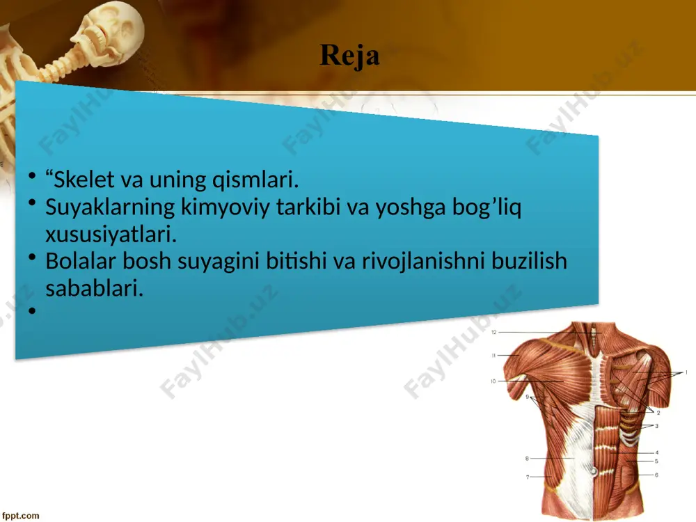 o`shlig`i o`rta chizig`idagi yassi suyak suyaklarning vazifasi qo`l oyoqlar suyaklari ularning bog`lamlari bilan quyidagilarni tashkil qiladi. tizzaning ventral qismini qoplab tutuvchi tizza ko`zi deb ataluvchi kosa shaklidagi suyak ko`krak va toz bog`lam suyaklari erkin qo`l va oyoqlarni birlashtirishga yordam beradi. muskul tuzilishlari muskul bu – qiskarish xususiyatiga ega bulgan, tirik organizmning u yoki bu bo’lgani harakatga keltiradigan organ: u aksariyat, kundalang yulli va sillik muskul tukimalaridan tuzilgan. muskulatura – butun gavdaning yoki uning biror kismining, organning muskullar majmuasi. slaydlar.uz shunga kura muskullarni belgilariga qarab quyidagicha klassifikatsiyalash mumkin: tuzilishi buyicha: kundalang yulli muskullar. -sillik muskullar. ikkiyoklama kiya muskullar. 2) organizmda joylashish xolati buyicha: a) ichki a’zolar muskullari. b) yurak muskullari. v) osmatik muskullar. 3) funksiyalari buyicha: tonik muskullar. b) tetanik muskullar. v) kulfdosh (bekitish) funksiyasiga ega bulgan muskul tukimalari. 4) kelib chikishi buyicha: a) ektodermal muskullar. b) entodermal muskullar. v) mezodermal muskullar. сесамовидные кости — кости, расположенные в толще сухожилий и …