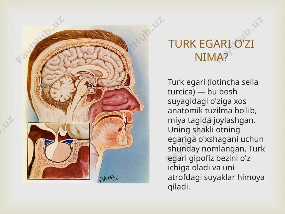 bo'sh turk egari sindromi - Page 3