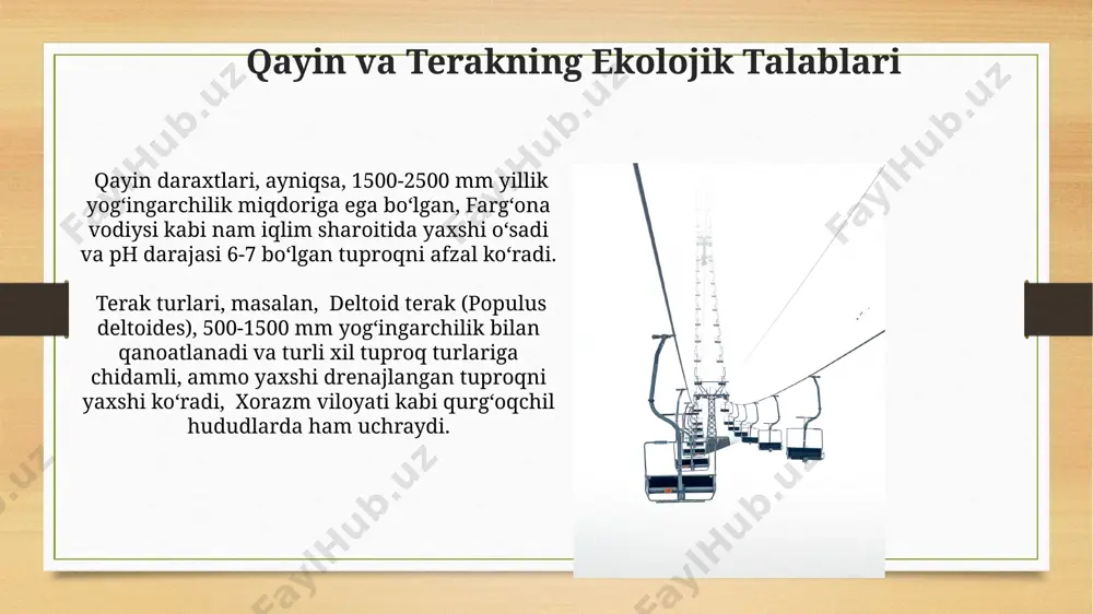 qayin va terak daraxtlari - Page 4