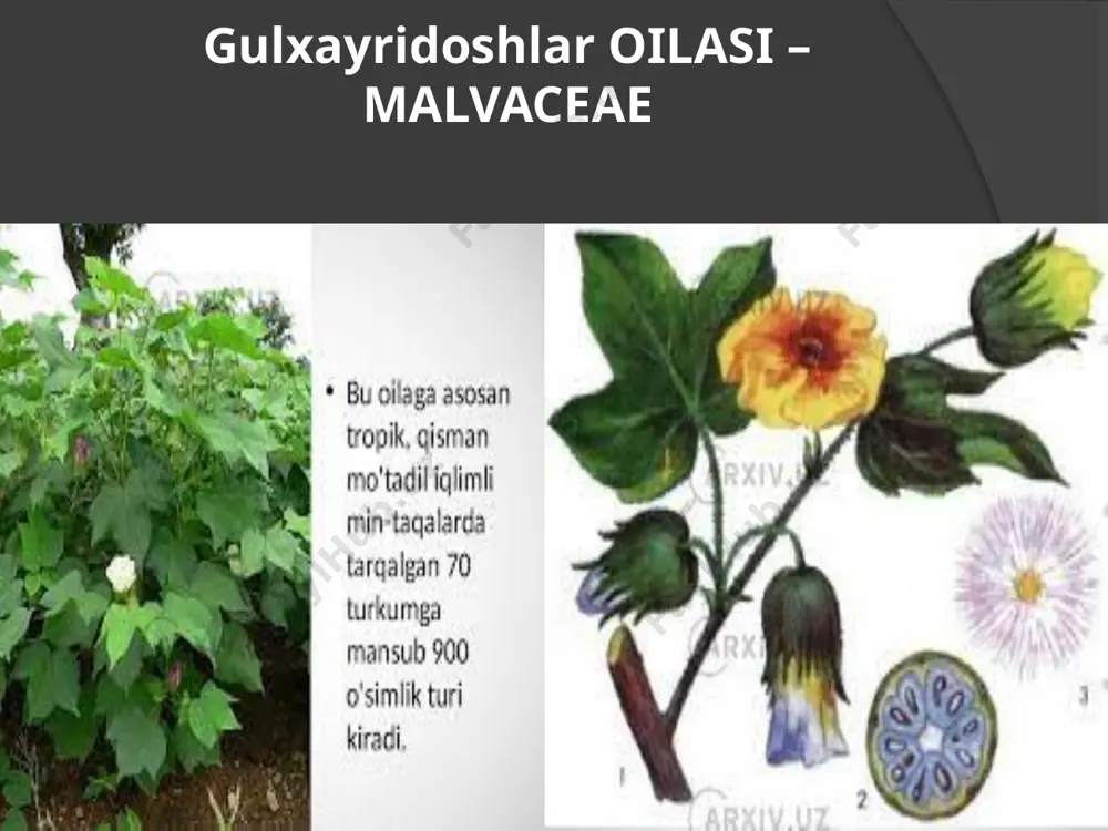 ara olinadi. sovun tayyorlanadi. kanop va dag’al kanop kabi o’simliklar ham tola bеruvchi o’simliklar hisoblanib, ulardan turli buyumlar tayyorlanadi. shuning bilan bir qatorda dorivor va manzarali turlari ham uchraydi. gulxayri (althaea) — gulxayridoshlarta mansub bir yillik va koʻp yillik oʻtlar turkumi. yevropa va osiyoning oʻrta mintaqalarida 12 turi oʻsadi. oʻzbekistonda g.ning bitta ekma va 7 ta yovvoyi turi bor. g.lar toʻqaylarda, sugʻoriladigan maydonlarda va b. yerlarda uchraydi. gullari toʻgʻri, 5 boʻlaqli, ikki jinsli. g. dorivor, manzarali oʻsimlik, undan boʻyoq olinadi. oʻzbekistonda g.ning a. rosea turi manzarali va dorivor oʻsimlik sifatida koʻp eqiladi. poyasi 1,5—2 m, yoʻgʻon, tuklar bilan qoplangan. barglari 3—7 boʻlaqli, uzun bandli. gullari yakka-yakka yoki 2—3 tadan barg qoʻltigʻida va poya ichida oʻrnashgan. tojbarglari qat-qat joylashgan. iyun—avg.da gullab, iyul—sent.da urugʻlaydi. tojbarglaridan vino, sirka va b.ga rang berishda hamda teri, shoyi va jun kabilarni boʻyashda foydalaniladi. g.ning a. ofﬁ cinalis turi dorivor oʻsimlik sifatida tibbiyotda foydalaniladi. uning ildizidan tayyorlangan …