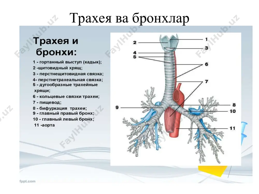 и. бундай ҳолатда биринчи ёрдам кўрсатиш учун кўкрак қафасини тешиб ҳавони чикаради. бундан ташқари плевра варағининг бир томонлама, икки томонлама пневмоторакси тафовутланади. зарарли бўшлик ва унинг аҳамияти зарарли бўшлиқ – бу бурун бўшлиғидан бошланиб альвеолаларгача бўлган нафас йўллари киради, бу ерда 130-150 мл гача ҳаво сиғими бўлиб, бу газлар алмашинувида иштирок этмаганлиги учун ўлик бўшлиқ деб ҳам аталади, зарарли бўшлиқ капиляр қон томирларига бой бўлганлиги учун 1.ҳавони совуқда илитади, 2.иссиқ даврларда намлаб ва совутиб ўтказади. 3.зарарли бўшлиқ акса уриш ва йўтал каби физиологик рефлексларни келиб чиқишини таъминлайди, 4.товуш талафузларини ҳосил бўлишида иштирок этади. ўпка ва алвеола вентиляцияси ўпка вентиляцияси - бу бир минут давомида ўпкада алмашинадиган ҳаво хажми ҳисобланади ва қуйидаги формула асосида аниқланади. ўв=нҳ*нс=500*16=8000мл альвеола вентиляцияси – бу бир минут давомида ўпка альвеолаларидаги алмашинадиган ҳавонинг ҳажми хисобланади ва қуйидаги формула асосида ҳисобланади: ав=(нҳ-збх)*нс=500-150*16=5600 ўв – ўпка вентиляцияси, нҳ – нафас ҳавоси, нс – нафас сони, збх – зарарли бўшлиқ …