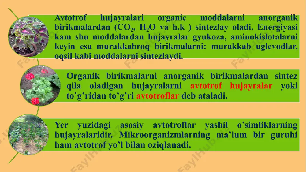 hujayraning oziqlanishi - Page 4