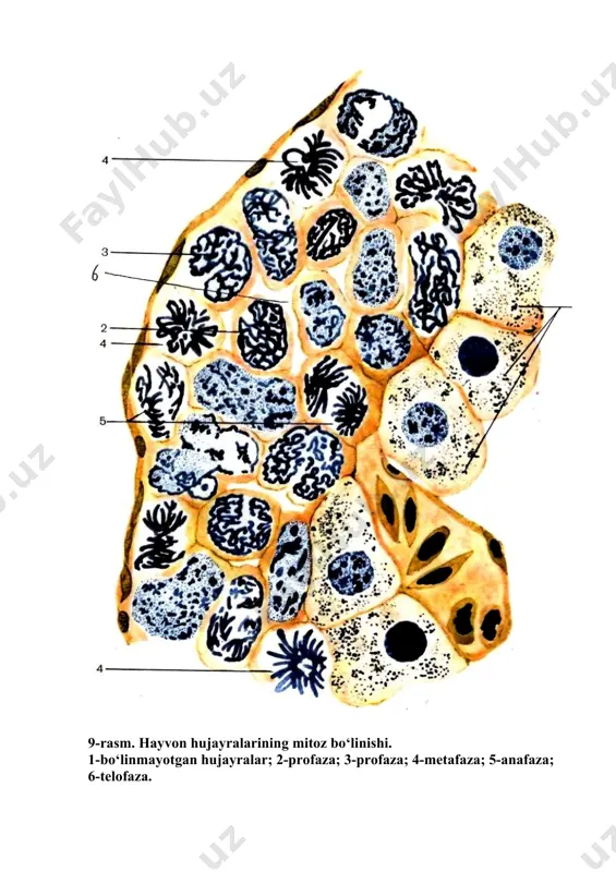 tabiiy tanlash uchun esa moddiy asos yaratiladi. 3. meyoz jarayoni nogomologik xromosomalar yangi kombinatsiyalari hosil bo’lishiga olib keladi. bu holat avlodlarda yangi belgi va sifatlarning kelib chiqishiga sabab bo’ladi. mashg’ulotning maqsadi. mitoz va hujayra sikli mohiyatini, mitoz va meyoz jarayonlarida kuzatiladigan xromosomalar soni tuzilishi, dnk miqdoridagi o’zgarishlarni, mitoz va meyozning biologik va tibbiy ahamiyatini o’rganish. 10-rasm. meyoz bo‘linishining shematik ifodasi. mustaqil tayyorlanish uchun topshiriqlar. i.mavzuni o‘rganib, quyidagi savollarga javob toping: 1.hujayra sikli va mitoz sikli tushunchalarini izohlab bering. 2.interfaza davrlarida kechadigan jarayonlarni tushuntiring. 3.mitoz va meyozga kirishayotgan hujayrada xromosomalar va dnk miqdori qancha bo’ladi? 4.mitozda kariokinez va sitokinez, sitotomija jarayonlarini tushuntiring. 5.reduksion va ekvatsion bo‘linishi tushunchalarini izohlab bering. 6.mitoz, 1 meyoz, 2-meyoz metafazalari orasidagi farqlarni bilasizmi? 7.anafazada xromosomalarning qutblarga siljishi mexanizmlarini tushuntirib bering. 8.mitozning ahamiyatini aytib bering. 9.meyozning ahamiyatini tushuntiring. 10.mitoz dukining tuzilishi piyoz hujayralarida va qon hujayralarida nimasi bilan farqlanadi? 11.endomitoz, poliploidiya, politeniya tushunchalarini izohlab bering. ii.test topshiriqlariga va …