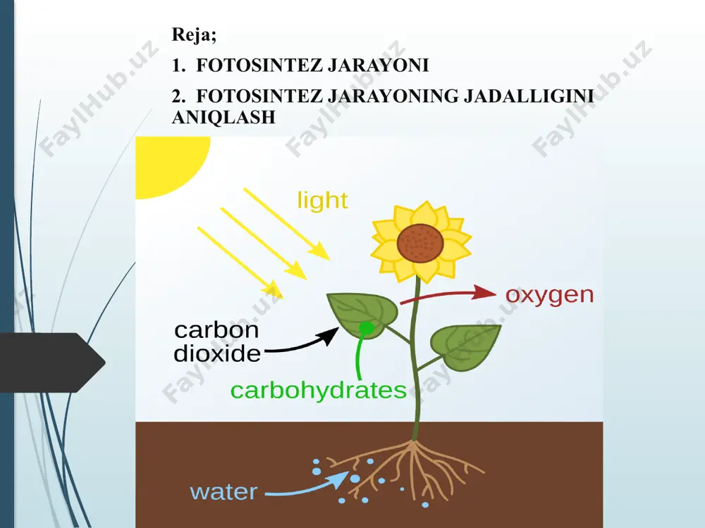 tromasida nadfn va adf ishtirokida co2 assimilyatsiyasi roʻy berishini kuzatadi: co2 +adf + " [ c]uglevod qorongʻulikfotosintezlovchi bakteriyalar molekulyar kislorod ajratmaydi va kabul qilmaydi; ularning koʻpchiligi anaerob oziklanadi. turli xil organizmlardagi f. jarayonining umumiy sxemasi quyidagicha:bunda dn2 — donor, a — akseptor, an2 — fotosintez mahsuloti. fotosintez oʻsimliklar mahsuldorligini belgilovchi jarayon. f. mahsuldorligi 1 m2 barg yuzasi hisobiga 1 soat davomida oʻzlashtirilgan so2 yoki hosil boʻlgan organik modda miqdori bilan belgilanadi. f.ning sof mahsuldorligi esa oʻsimlik quruq massasining uning barglari yuzasi hisobiga bir kechakunduz davomidagi miqdoriy ortishi tushuniladi. koʻpchilik hollarda ushbu koʻrsatkich 5—12 g/m2 ga yaqin. yorugʻlik — f.ni asosiy harakatga keltiruvchi kuch. yorugʻlik nurlarining fotosintetik faol (400—700 nm) qismini 80— 85% koʻzga koʻrinadigan nurlar va 25% ini infraqizil nurlar tashkil etadi; jami quyosh nurining 55% ini barglar yutadi. ammo fakat ularning 1,5—2% f. jarayoniga sarflanadi va issiklik holida tarqaladi. f. jarayoni har xil oʻsimliklarda bir xil tezlikda bormaydi. fotosintez …