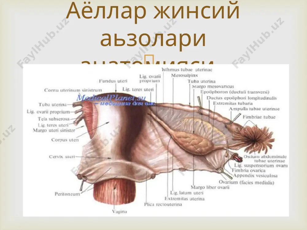 бабли. даволаш: асосий касалликни даволанади.  бунда бачадон буйни спинал чизикдан пастда жойлашади . жинсий аьзоларнинг тушиши кисман бачадон буйни жинсий тиркишдан ташкарига чикади(чала тушиш )ёки бачадонни чикиши (тулик тушиш) жинсий аьзолар тушиши ва осилиб колиши.  i даража бaчадоннинг пасга тушиши кузатилпди, бачадон буйинчасининг паски кисми спинал чизикдан пасга тушади, кин деворлари кин кириш жойидан ташкарига чикади. ii даража – жинсий аьзоларнинг нотулик чикиши бачадон бўйни жинсий тешикдан ташкаригачикади,унинг танаси эса юкорирокда жойлашади. iii даража- жинсий аьзоларнинг тўликчикиши . бачадонинг ҳамма кисми жинсий ёрикдан ташкарига жойлашади. классификация малиновский буйича   1) туғрук вактида оралик вачанак туби мускулларнинг травматизацияси , тез-тез туғруклар. 2) туғрукга боғлик булмаган оралик мускулларнинг кучсизлиги , астеник тана тузилишили аёллар, етарлиовкатланмаслик, оғир жисмониймехнат билан шуғулланувчи , сурункали кабзият бўлган аёлларда жинсий инфантилизимда, тезда ориклашда кузатилади. 3) кари ёшда тўкималар атрофиясидакузатилади. этиология  оғрик хиси, кориннинг паски кисмида оғирлик хиси , кинда бегона ҳосилаборлигини хис килиши, …