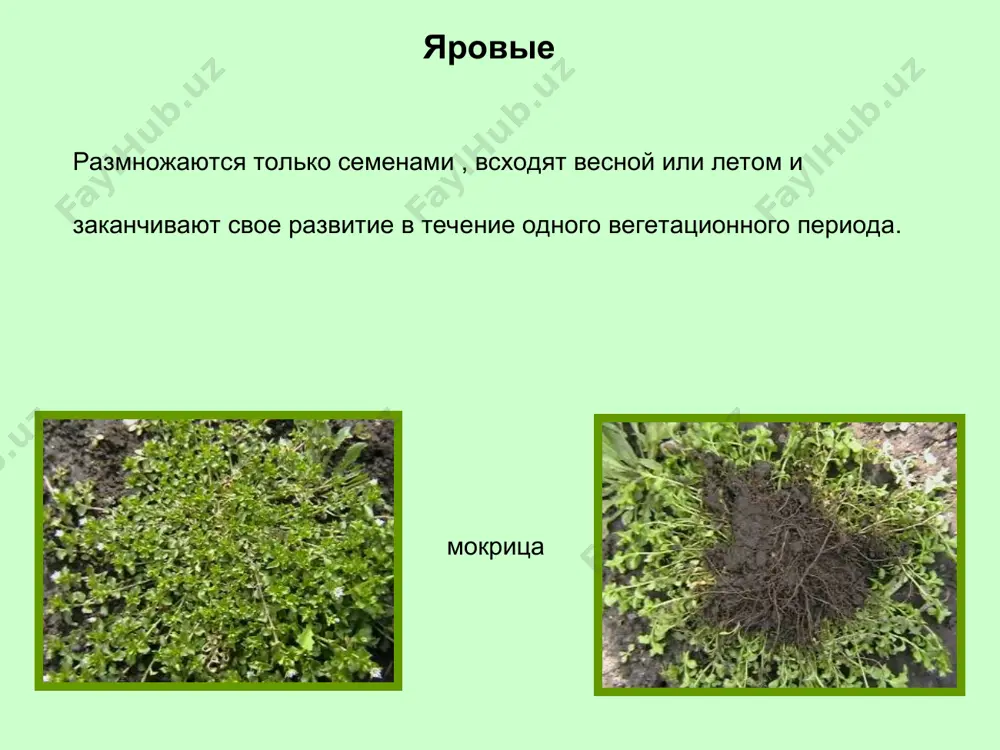 е семейства гречишных. корнеотпрысковые стержнекорневые характеризуются наличием главного стержневого корня, проникающего в глубь почвы до 1,5 -2 м. боковые ответвления, отходят от главного корня, могут дать начало новым растениям. борьба: основной метод подрезка корневой системы на глубину 10-15см. чем раньше, тем эффективнее. стержнекорневые одуванчик, род многолетних травянистых растений семейства сложноцветных. свыше 1000 видов, в холодных и умеренных поясах, преимущественно в горных районах евразии. широко распространен одуванчик лекарственный (растет вдоль дорог, у жилья, засоряет газоны, сады, огороды и т. п.). отвар из его корней возбуждает аппетит, желчегонное и слабительное средство; молодые листья используют для салатов, супов, приправ, а поджаренные корни как заменитель кофе. некоторые виды (кок-сагыз и др.) содержат каучук. стержнекорневые растения с мочковатой корневой системой развивают мощную корневую систему, состоящую из большого количества боковых корешков и укороченного главного корня. размножаются преимущественно семенами. борьба : подкашивание растений во время массового цветения на участке и вокруг него значительно уменьши образование семян. подорожник, …