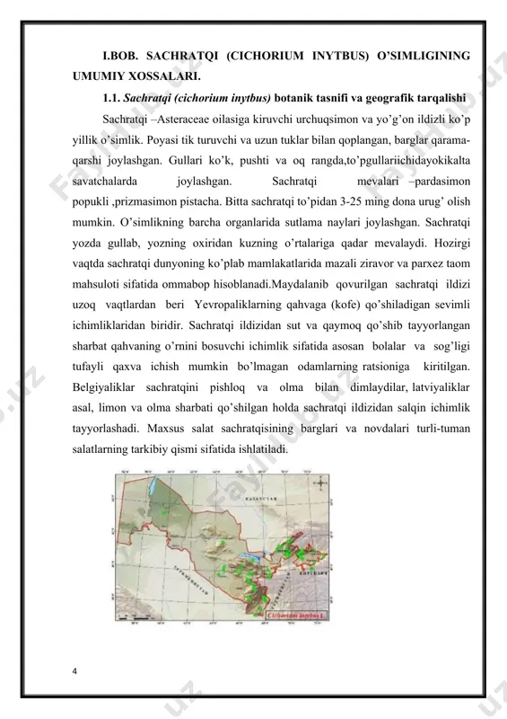 suloti sifatida ommabop hisoblanadi.maydalanib qovurilgan sachratqi ildizi uzoq vaqtlardan beri yevropaliklarning qahvaga (kofe) qo’shiladigan sevimli ichimliklaridan biridir. sachratqi ildizidan sut va qaymoq qo’shib tayyorlangan sharbat qahvaning o’rnini bosuvchi ichimlik sifatida asosan bolalar va sog’ligi tufayli qaxva ichish mumkin bo’lmagan odamlarning ratsioniga kiritilgan. belgiyaliklar sachratqini pishloq va olma bilan dimlaydilar, latviyaliklar asal, limon va olma sharbati qo’shilgan holda sachratqi ildizidan salqin ichimlik tayyorlashadi. maxsus salat sachratqisining barglari va novdalari turli-tuman salatlarning tarkibiy qismi sifatida ishlatiladi. o‘sish joyi. tarqalishi: toshkent, jizzax, samarqand, qashqadaryo va surxandaryo viloyatlarida keng tarqalgan, quyi va o’rta tog’ mintaqasining toshli va shag’alli qiyaliklarida o’sadi. sachratqining ildizi kuzda sentyabr-oktyabr oylarida yig’ib olinadi. buning uchun ular birinchi navbatda belkurak yordamida kovlanadi, ba’zida plug yordamida haydab olinadi. shundan so’ng ildizlar qo’l yordamida ajratiladi, yuviladi hamda quritiladi. ildizni quritishdan oldinpoyaning keraksiz qismidantozalanadi. ildizlar yo’g’on va uzun bo’lsa, ular bo’ylamasiga va ko’ndalangiga bir necha bo’laklarga bo’linib, quritgichda 50-600c haroratda quritiladi. quritilgan xom ashyo …
