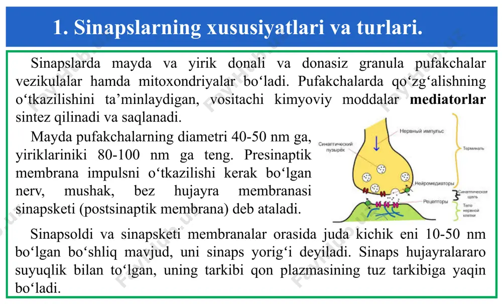 orning oʻzaro ta’siridan membrananing natriy va kaliy ionlariga boʻlgan oʻzgaruvchanligi oʻzgaradi. atsetilxolin (mediator) bilan xolinoretseptorning oʻzaro ta’siri postsinaptik membrana kutblarini oʻzgartiradi, ya’ni membranani depolyarizatsiyalaydi. bu esa postsinaptik potensial hosil boʻlganligini ifodalaydi. oʻz navbatida hosil boʻlgan bu postsinaptik potensial keskin oʻzgarishi bilan mushak tolasiga tarqaladi. sinaptik boʻshliqda mediatorlarni parchalovchi enzim tizimi bor. boʻshliqqa toʻqilgan atsetilxolin atsetilxolinestereza enzimi tomonidan tezda parchalab yuboriladi. odatda ajratilayotgan atsetilxolin miqdori nerv tolasi impulslarining soniga teng boʻladi. 3. impulslarni elektrik oʻtkazilishi. impulslarni elektr vositasida sinapsdan oʻtkazilishi elektrik (efaptik) uzatish deb ataladi. elektrik uzatish mexanizmi nerv tolasi orqali depolyarizatsiya toʻlqinini uzatilishi mexanizmiga oʻxshaydi. harakat potensiali nervni presinaptik uchiga borgach, aksonning efaps koʻprikchasi orqali postsinaptik membranada depolyarizatsiyani paydo qiladi. efaps sinapsni kimyoviy sinapsdan farqi, unda postsinaptik tokning generatori presinaptik membranada boʻlishidadir.unda paydo boʻlgan harakat potensiali postsinaptik hujayraning membranasiga elektrotonik tarqaladi. elektrik uzatishda sinaptik kechikish boʻlmaydi. elektr signalning ikki tomonga (antidrom), ba’zilari esa faqat bir tomonga (ortodrom) oʻtkazadi. elektrosnapslar asosan …