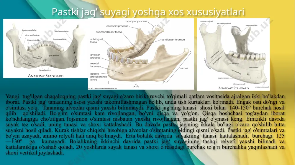 etib borishi kerak. bu joylar nerv poyalari chiqadigan tabiiy teshiklardir (kanallardir). yuqori jag’da yuqorigi orqa alveolyar teshiklar – yuqori jag’ do’mbog’ida joylashgan bo’lib, tuberal anesteziya nuqtasi hisoblanadi. bunda yuqori orqa alveolyar nervlar og’riqsizlantiriladi. 2. ko’z kosasi osti teshigi – yuqori jag’ning oldingi yuzasida joylashgan bo’lib, infraorbital anesteziya nuqtasi hisoblanadi. bunda yuqori oldingi va o’rta alveolyar nervlar og’riqsizlantiriladi. 3. kesuvchi teshik – tanglayning oldingi qismida joylashgan bo’lib, bu erda burun – tanglay nervi og’riqsizlantiriladi. 4. katta tanglay teshigi – tanglayning orqa qismida joylashgan bo’lib, palatinal anesteziyada og’riqsizlantiruvchi nuqta hisoblanadi. bunda oldingi tanglay nervi og’riqsizlantiriladi. 5. katta tanglay teshigi va qanot-tanglay chuqurchasi orqali markaziy qanot-tanglay anesteziyasi. bunda yuqori jag’ nervi qanot–tanglay chuqurchasida og’riqsizlantiriladi. pastki jag’da 1. pastki jag’ teshigi – pastki jag’ shoxchalarining ichki yuzasida joylashgan bo’lib, mandibulyar anesteziyada og’riqsizlantirish nuqtasi hisoblanadi. bunda pastki alveolyar va til nervi og’riqsizlantiriladi. 2. iyak teshigi – pastki jag’ suyagi tanasining tashqi yuzasida joylashgan bo’lib, mental …