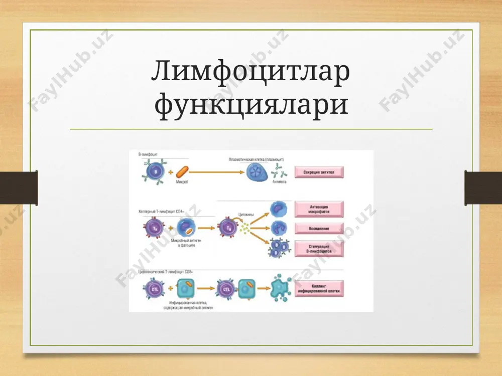 immun tizim xujayralari - Page 5