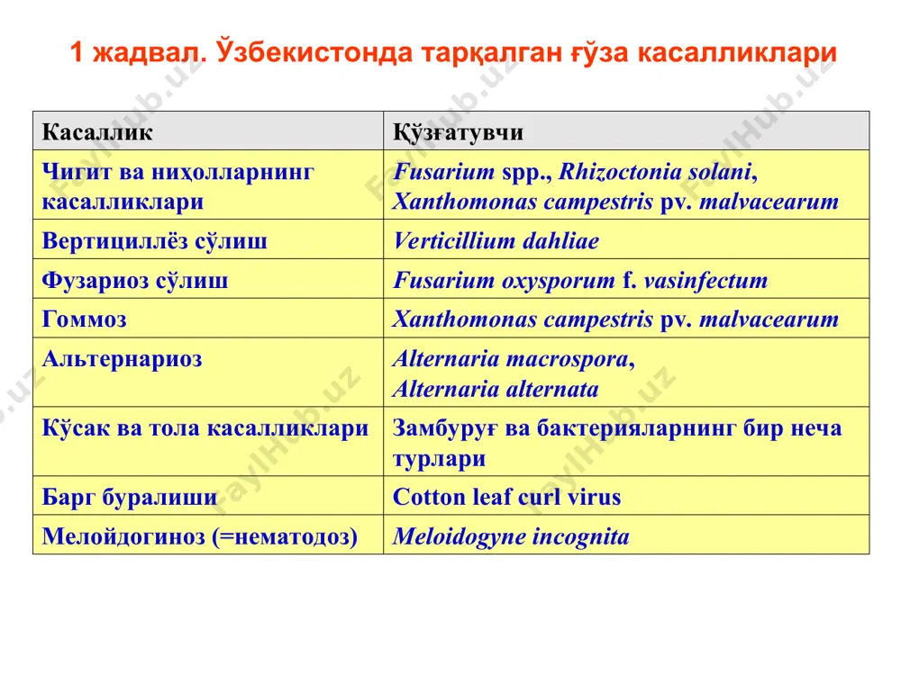 микроорганизмларга, айниқса паразит ва моғор замбуруғларга қарши юқори самарали ва кенг спектрли фунгицидлардан бири ёки бир нечтасининг аралашмаси билан дорилаш ғўза ниҳолларининг текис ва равон униб чиқишини таъминлайдиган муҳим шартлардан биридир. қишлоқ хўжалик фитопатологияси ғўза касалликлари ниҳол касалликлари мажмуаси чигит ва ниҳол касалликлари хавфини алоҳида таъкидлаш лозим, чунки: бу касалликларга деярли ҳар доим етарли эътибор берилмайди; улар келтирадиган зарарининг етарли баҳоси аниқланмайди; ёки бу зарар ёмғир, қатқалоқ каби табиий ҳодисаларга тўнкалади. қишлоқ хўжалик фитопатологияси ғўза касалликлари ниҳол касалликлари мажмуаси бунинг асосий сабаби шундаки, тадқиқотлар ўтказилиши ташкилий томондан мураккаблиги ва маблағ етишмаслиги туфайли: ● пахтазорларда гоммоздан бошқа ниҳол касалликларининг йилдан-йилга тарқалиши ва ривожланиши ўрганилмаган; ● уларни қўзғатадиган замбуруғ турларининг вилоятларда, минтақаларда, ҳар хил тупроқ-иқлим зоналарида тарқалиши мунтазам тадқиқ қилинмаган ва ушбу зоналар тупроқларидаги доминант турлар таркиби аниқланмаган; қишлоқ хўжалик фитопатологияси ғўза касалликлари ниҳол касалликлари мажмуаси ● ушбу зоналар тупроқларининг замбуруғ турлари билан зарарланиш даражалари, уларнинг биологияси, ривожланиш цикллари ва инфекция манбаалари …