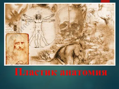 пластик анатомия — PPT