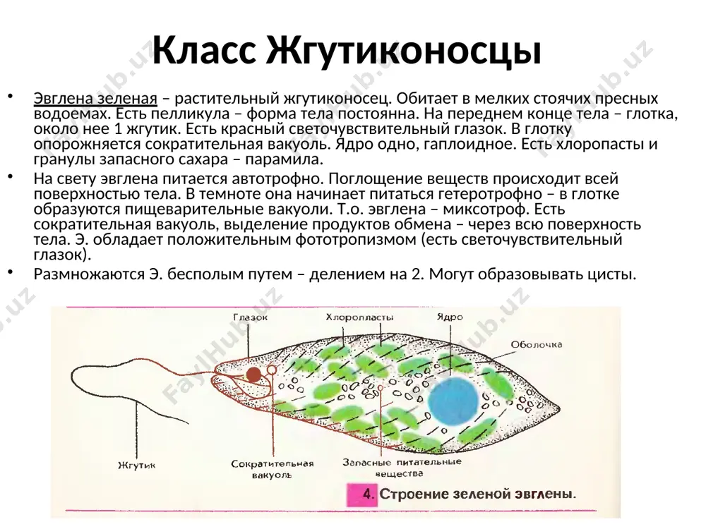 имы: 1. опорная – жидкий внутренний скелет. 2. распределительная – транспорт газов и питательных веществ. 3. выделительная – перенос продуктов метаболизма от тканей к органам выделения. 4. запасающая – откладывается гликоген. пищеварительная система образована эктодермальной передней кишкой и слепозамкнутой энтодермальной передней кишкой. непереваренные остатки удаляются через рот (на брюшной стороне тела). у ленточных червей пищеварительная система отсутствует, всасывание происходит всей поверхностью тела. у свободноживущих газообмен осуществляется через всю поверхность тела, у паразитов дыхание анаэробное (гликолиз). выделительная система – звездчатые клетки – протонефридии, он них отходят канальцы, которые сливаются в более крупные и открываются на поверхности тела порами (протонефридиальная выделительная система). нервная система: 2 нервных узла в переднем конце тела – головной мозг. от него отходят нервные стволы, соединенные перемычками. такая нервная система называется ортогон. хорошо развиты органы чувств: зрения, осязания, химического чувства, равновесия. у паразитов органы чувств редуцированы. п.ч. – гермафродиты – в 1 организме образуются и мужские и женские …