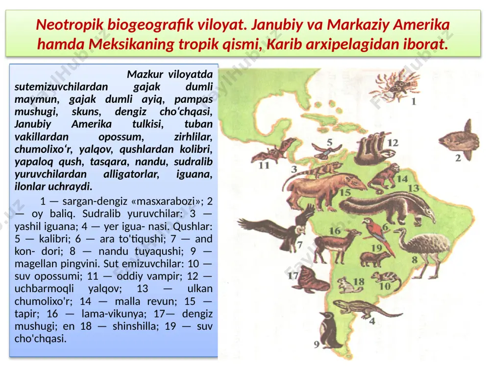 farqiy sabablari. turli viloyatlardagi hayvonot va o‘simliklar olami o‘zaro taqqoslanganda tiplar, sinflar o‘rtasida tafovutni deyarli ko‘rmaymiz. chunki har bir biogeografik viloyatda xordali hayvonlar tipi, ochiq va yopiq urug‘li o‘simliklar tipi, sutemizuvchilar, qushlar, sudralib yuruvchilar, suvda va quruqlikda yashovchilar, bir pallali, ikki pallali o‘simliklar sinfl arini uchratish mumkin. biogeografi k viloyatlardagi hayvon va o‘simliklar orasidagi tafovut turkum, ayniqsa, oila, avlod vakillarini o‘zaro taqqoslaganda namoyon bo‘ladi. chunonchi, habashiston biogeografi viloyatidagi primatlar, xartumlilar, tuyaqushlar, to‘tiqushlar, tovuqsimonlar turkumining vakillari paleoarktik viloyatda uchramaydi. yoki primatlar turkumiga kiruvchi gibbonlar oilasining vakillari hindomalay biogeografik viloyatida tarqalgan bo‘lib, afrikada uchramaydi. aksincha, martishkalar oilasi afrikada tarqalgan bo‘lsa-da, hindomalay biogeografik viloyatda bo‘lmaydi. xuddi shuningdek, neotropik biogeografik viloyatdagi oz tishlilar turkumiga mansub chumolixo‘r, yalqov, zirhlilar oilasi neoarktik biogeografik viloyatida tarqalmagan. paleoarktik va neoarktik biogeografi k viloyatlardagi o‘simliklar va hayvonlar turkumi, tartib, oilalar bilan o‘xshasalar ham, ular o‘rtasidagi tafovut faqat avlod va turlarda ekanligi ma’lum bo‘ladi. yevropa zubri shimoliy amerikadagi bizonga, sibir …