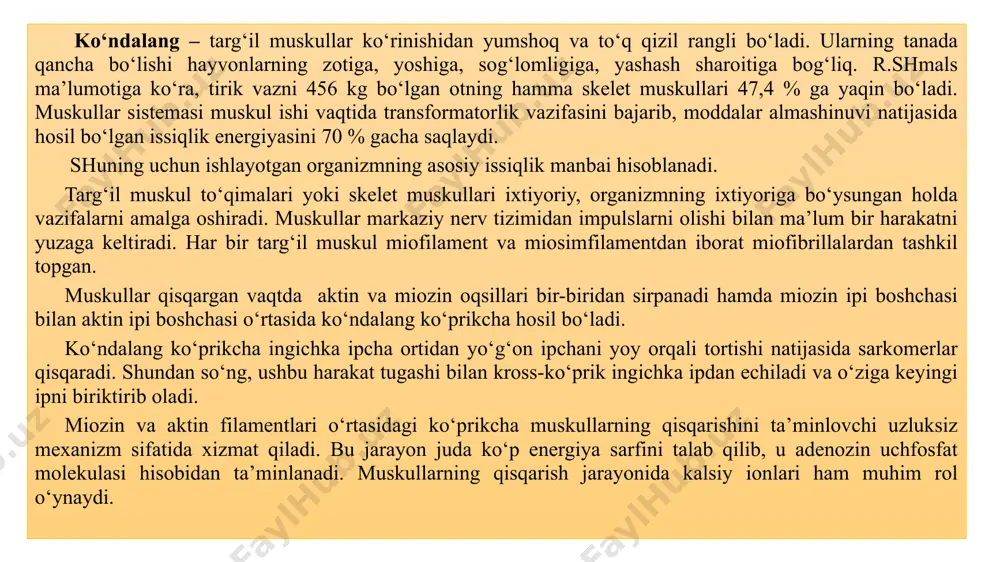 himcha tola bo‘lmay, balki yaxlit muskul tolalaridan tuzilgan bo‘ladi. bu xildagi muskullar tananing yuqori qismida uchraydi. murakkab muskullar tolasi ichida qo‘shimcha paylar bo‘ladi, ular bir qancha tolalarga bo‘linib, harakat vaqtida o‘rtacha charchaydi. statik muskullar ichida ko‘p miqdorda pay tolalari bo‘lib, ular har qancha qisqarsa ham ko‘p charchamaydi. bunday muskullar oyoqlarning pastki qismida uchraydi, bo‘g‘imlarni tutib turishda ularning xizmati katta bo‘ladi. ko‘p bo‘limli muskullarning tolasi bir qancha ayrim muskul tutamlaridan iborat bo‘ladi, ular qo‘shilib bitta muskul – ko‘p bo‘limli tana muskuli - m.multiffidus ni hosil qiladi. halqasimon muskullar teshikli organlar, masalan, og‘iz teshigi, orqa chiqarish teshigi va boshqalarning yopqichi hisoblanadi. bulardan tashqari, uch boshli, to‘rt boshli va murakkathb muskullar ham bo‘ladi. muskullarning ishi muskullar qisqarib – yozilganda aniq bir ish bajarib, organizmda issiqlik hosil qiladi. tanadagi issiqlikning 2/3 qismini ko‘ndalang – targ‘il muskullar, 1/3 qismini esa silliq muskullar hosil qiladi. tanadagi muskullarning kuchi har xil bo‘ladi. 1 mm2 o‘rtacha ko‘ndalang muskullar …