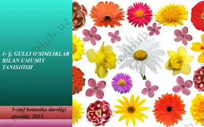 gulli o‘simliklar bilan umumiy tanishish. 5 - sinf — PPT